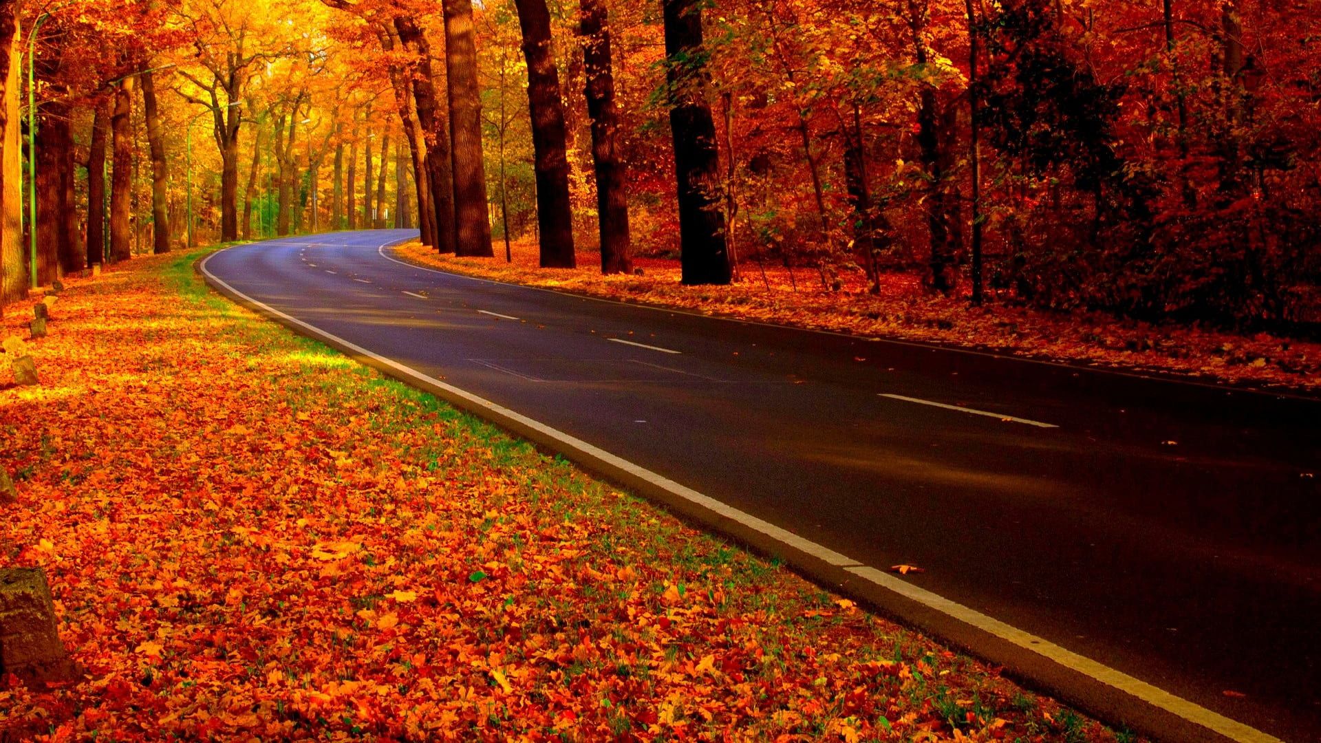 1920x1080 Concrete Road Between Colorful Autumn Trees Forest During Fall Season HD Nature Wallpaper