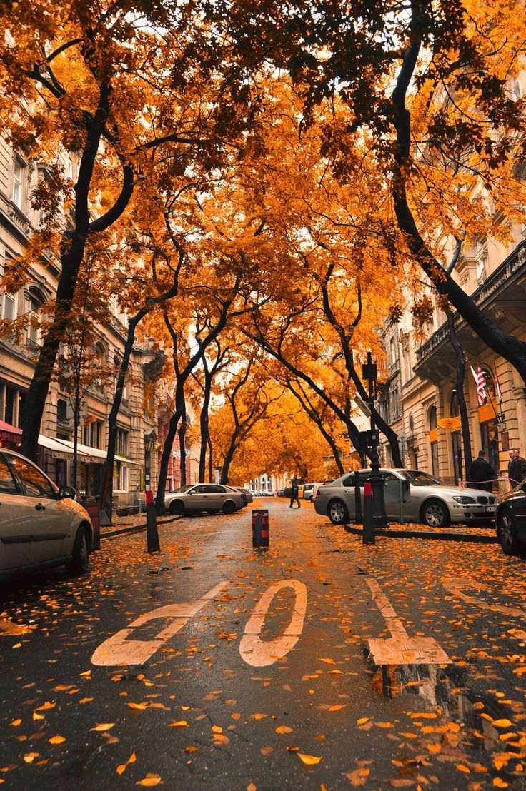 736x1108 picture of Washington dc. Share. Fall wallpaper, Scenery, Beautiful landscapes