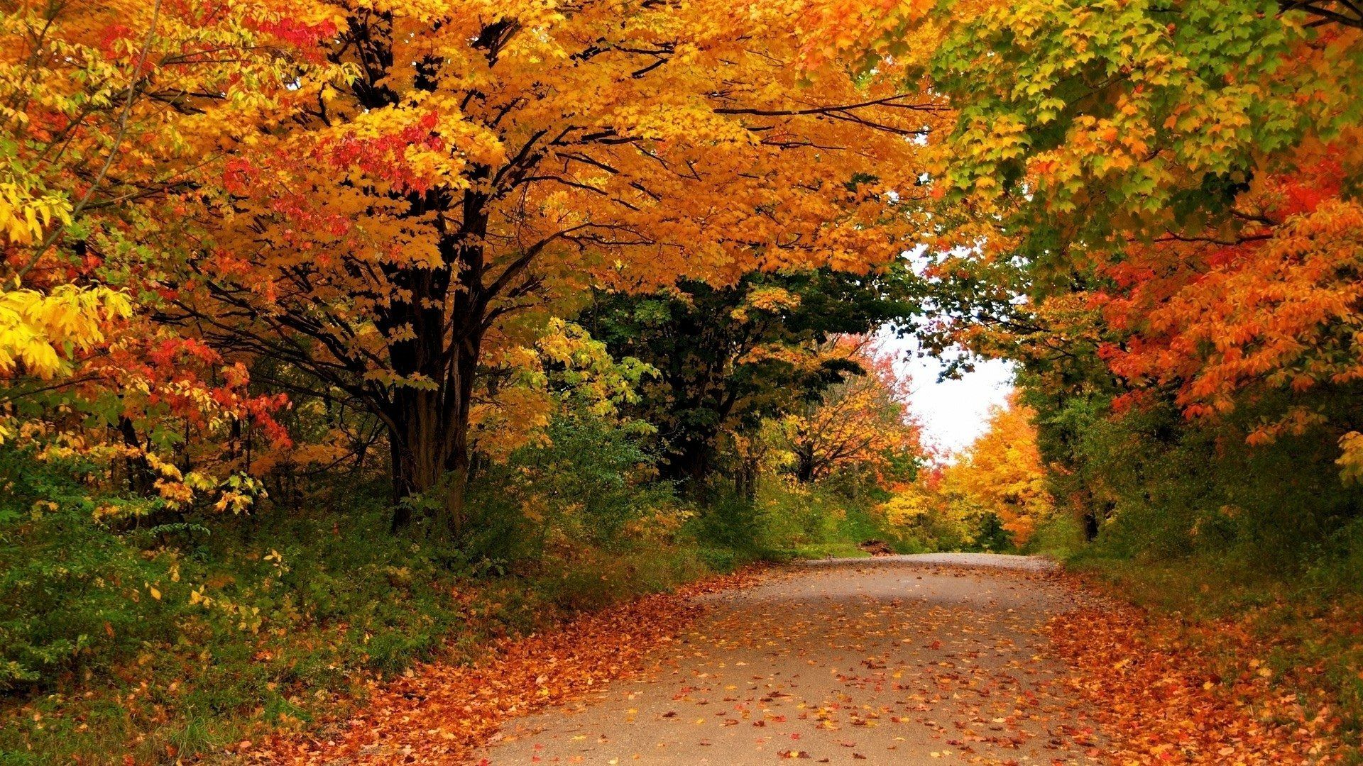 1920x1080 Colorful Autumn Road Wallpaperx1080