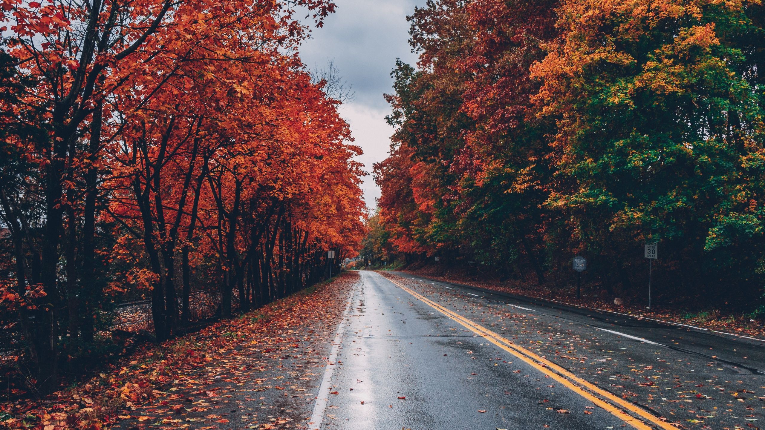 2560x1440 Autumn trees Wallpaper 4K, Foliage, Seasons, Fall