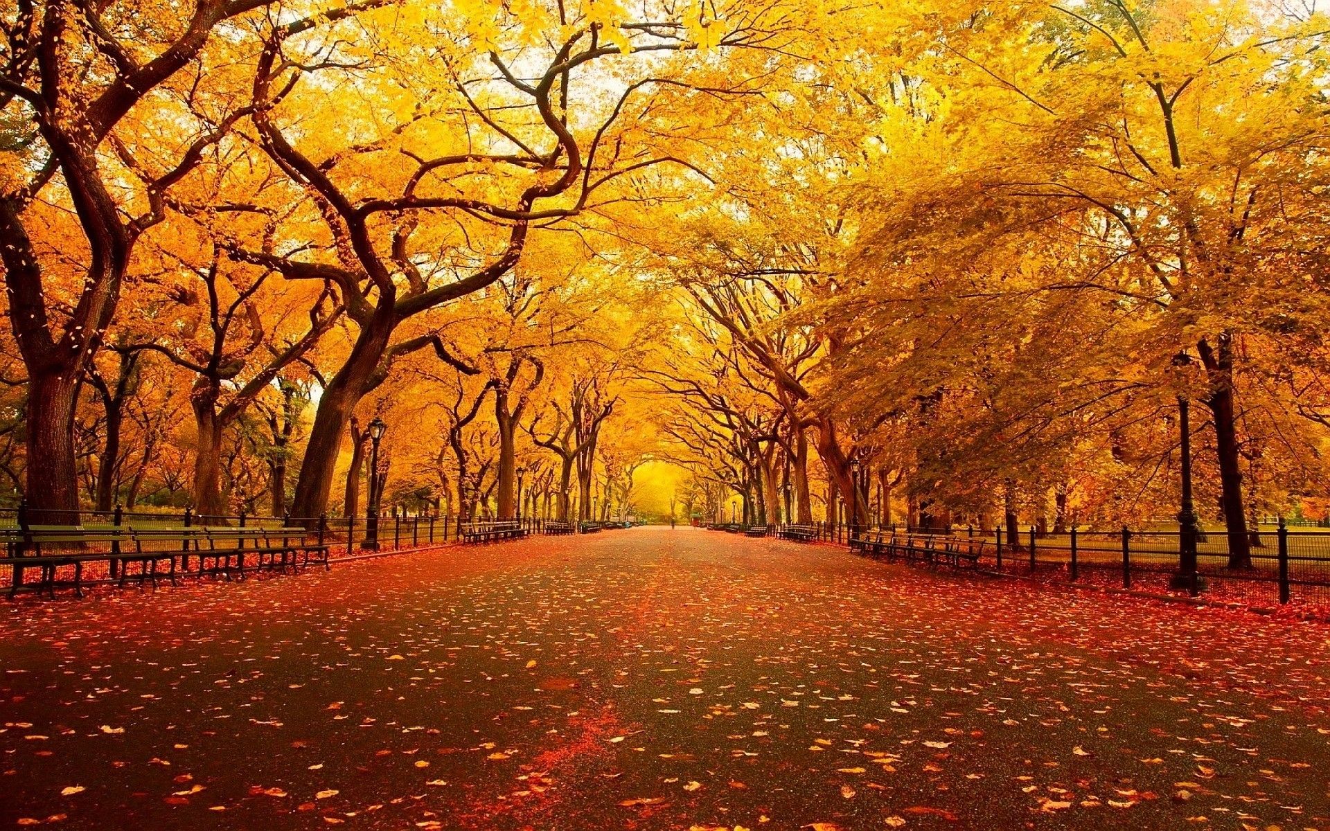 1920x1200 landscape, Street, Leaves, Fall Wallpaper HD / Desktop and Mobile Background