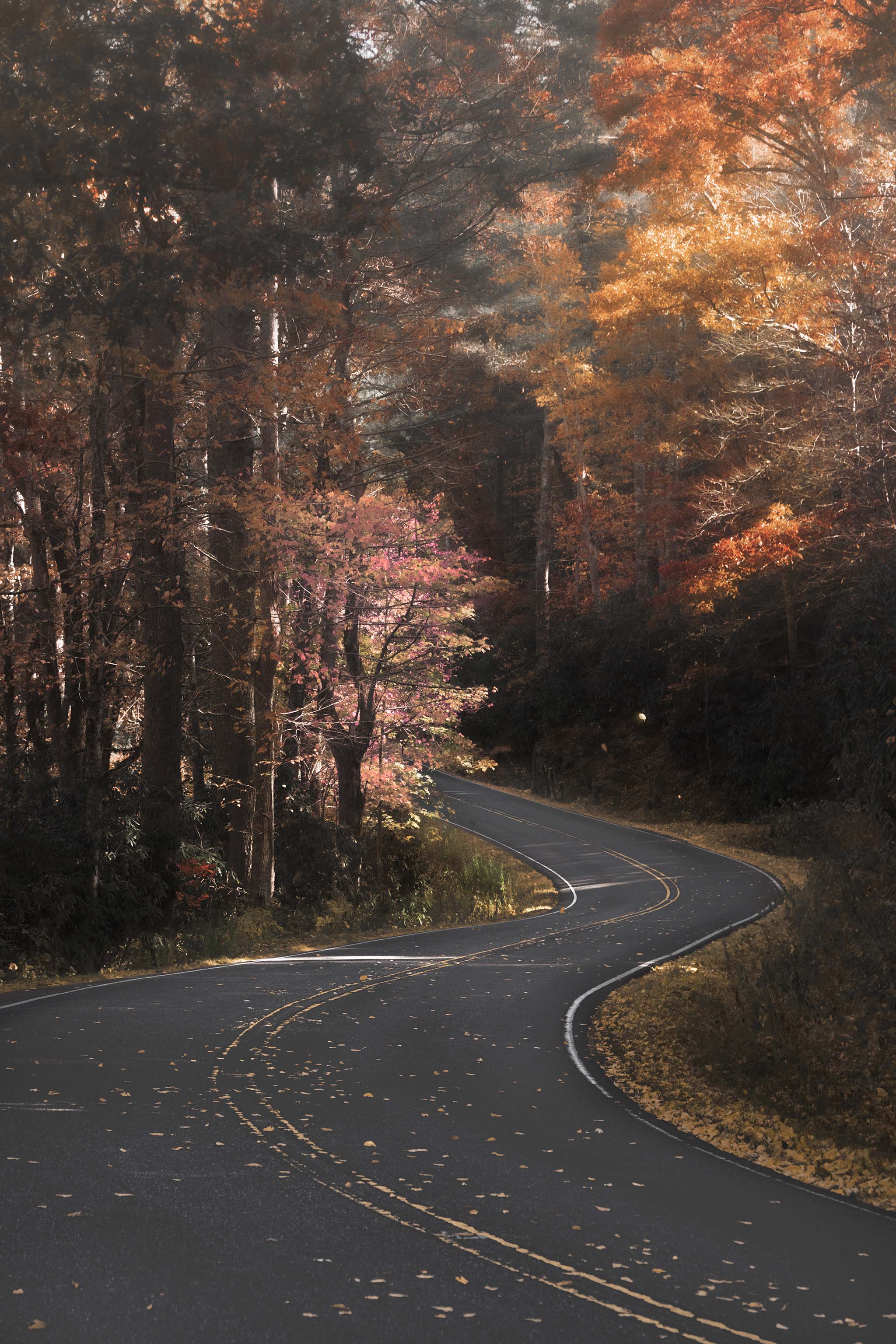 2048x3072 Picture from the North Carolina in Fall