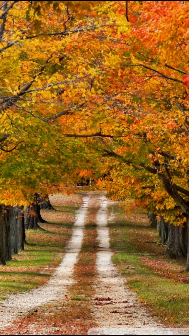 800x1422 Fall road, fall scenes, harvest, landscape, nature, scenery, season, HD phone wallpaper