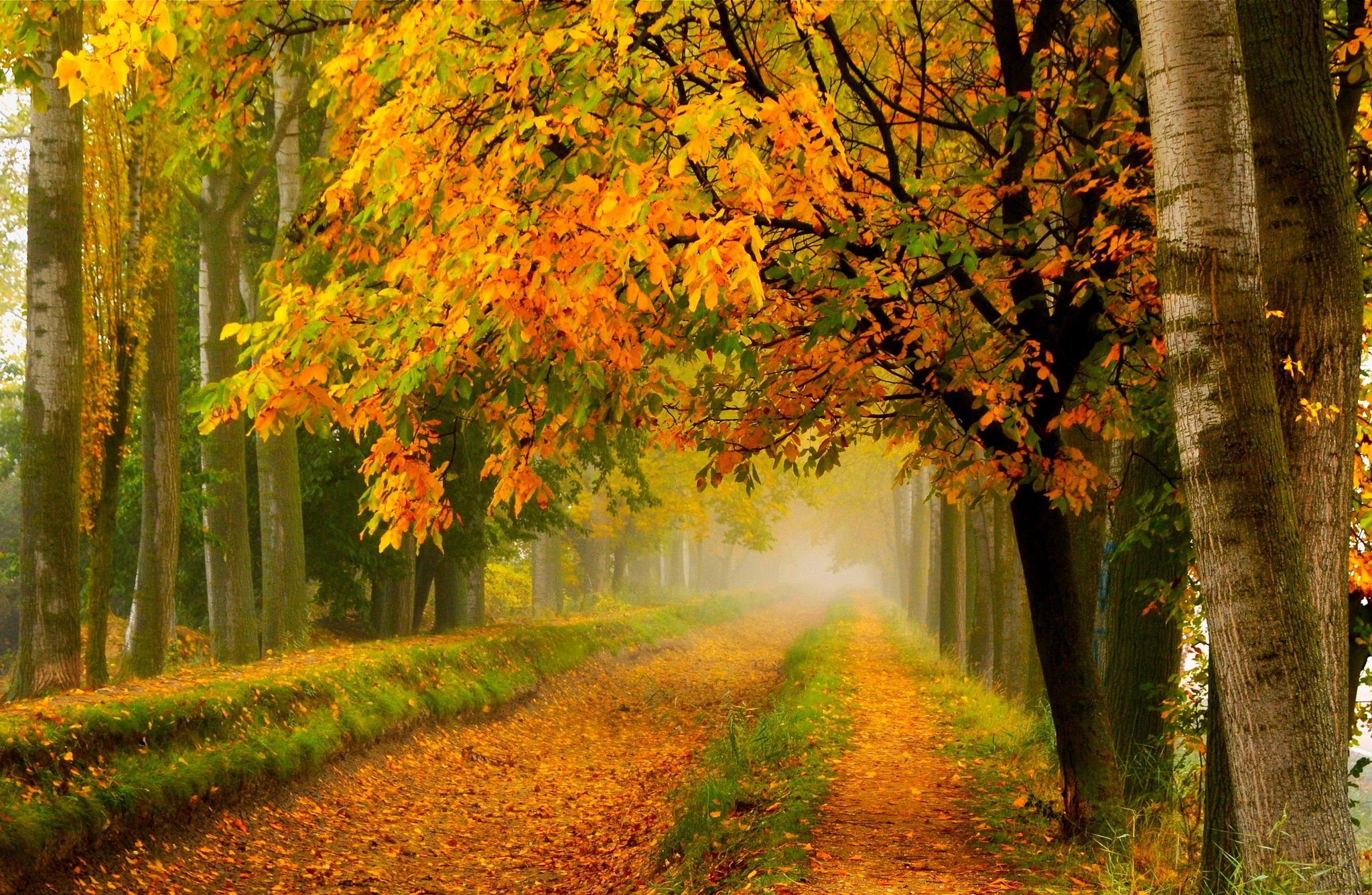 2048x1337 fall, Colors, Walk, Leaves, Autumn, Nature, Trees, Road, Forest, Park Wallpaper HD / Desktop and Mobile Background
