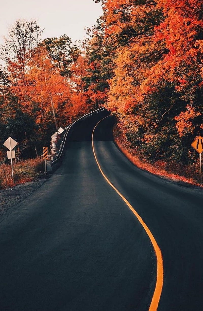 800x1223 The Road to Autumn, autumn, bonito, fall, forest, landscapes, nature, november, HD phone wallpaper