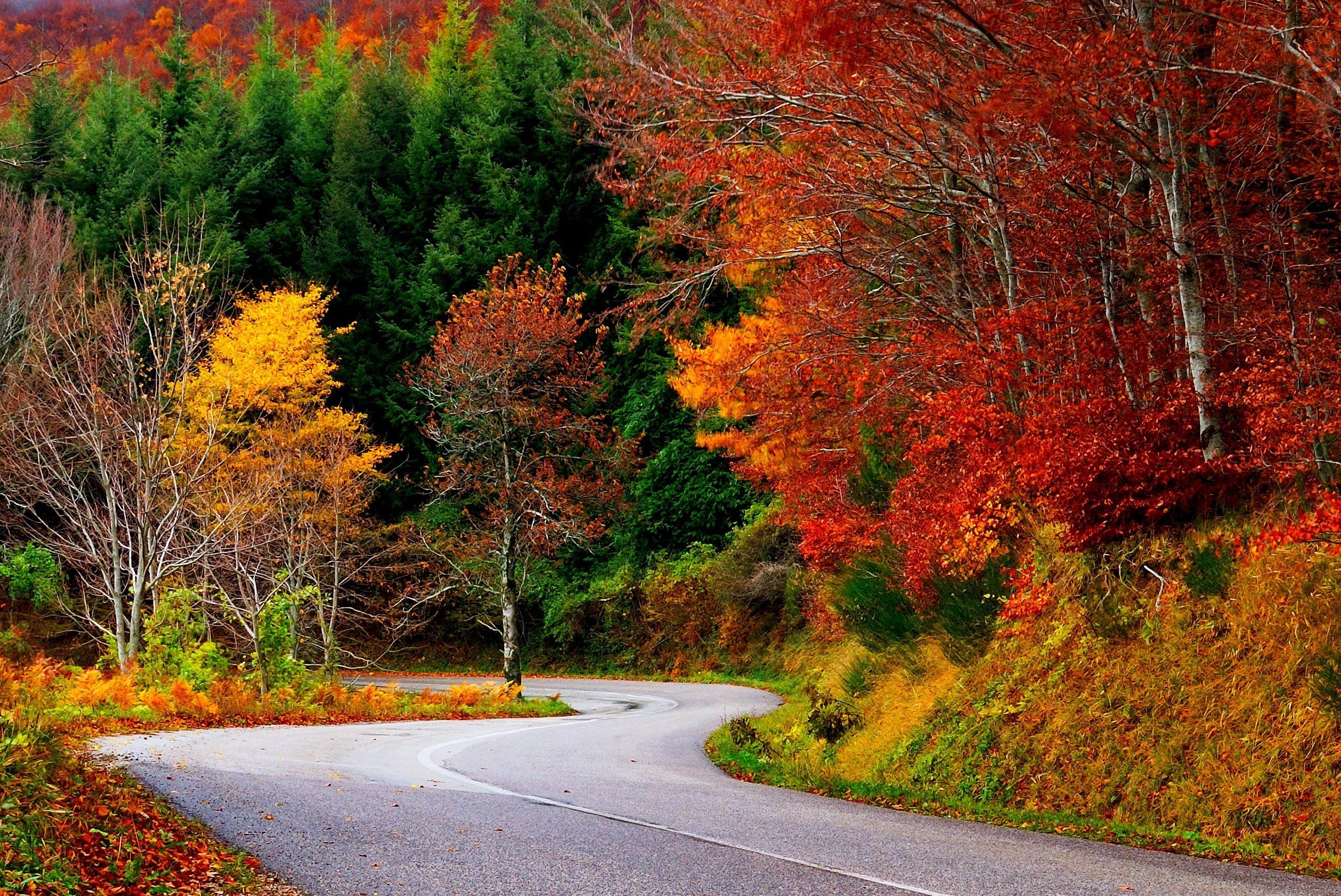 2592x1733 path, Forest, Autumn, Fall, Road, Leaves, Trees, Colorful, Nature Wallpaper HD / Desktop and Mobile Background