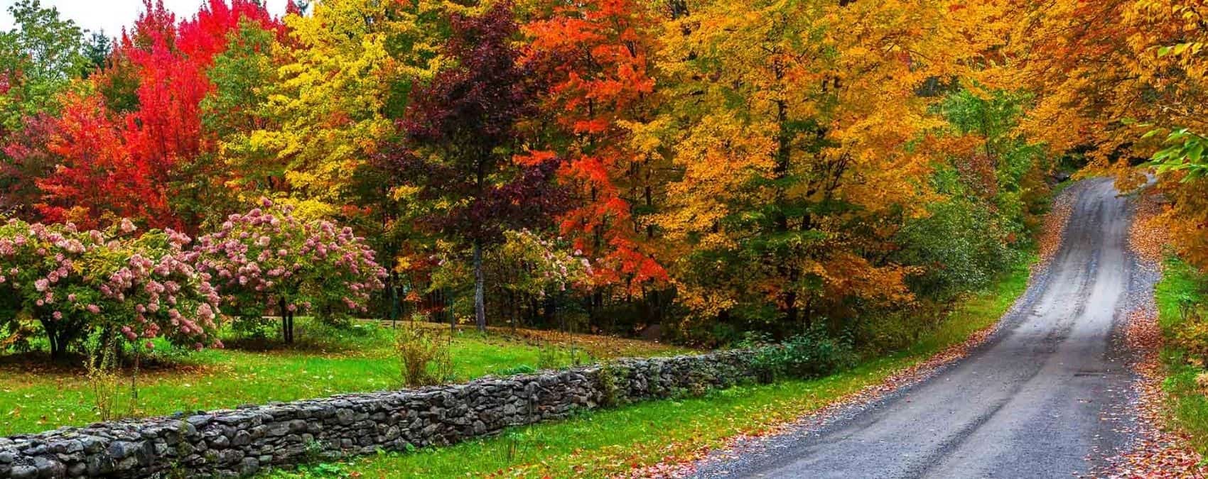 1700x675 Fall Road Wallpaper for Walls