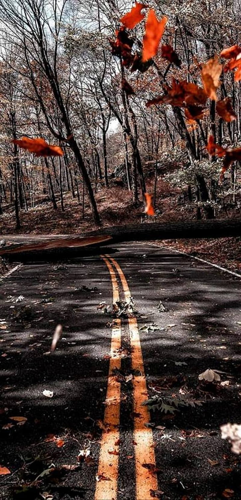 800x1655 Autumn Road, autumn, falls, road, color, nature, HD phone wallpaper