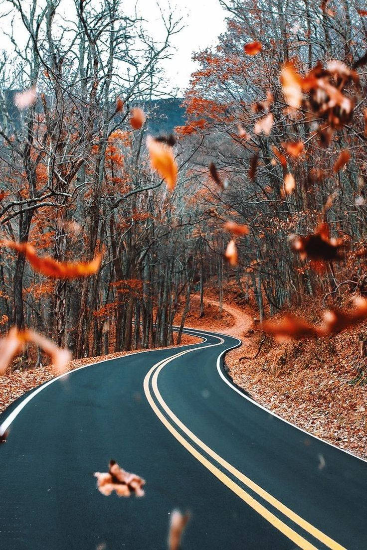 736x1104 Fall Wallpaper