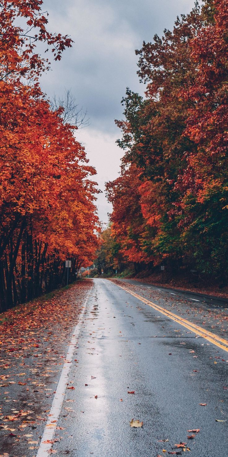 736x1472 Aesthetic Fall Wallpaper. Autumn drive wallpaper, Fall road background, Fall lane wallpaper