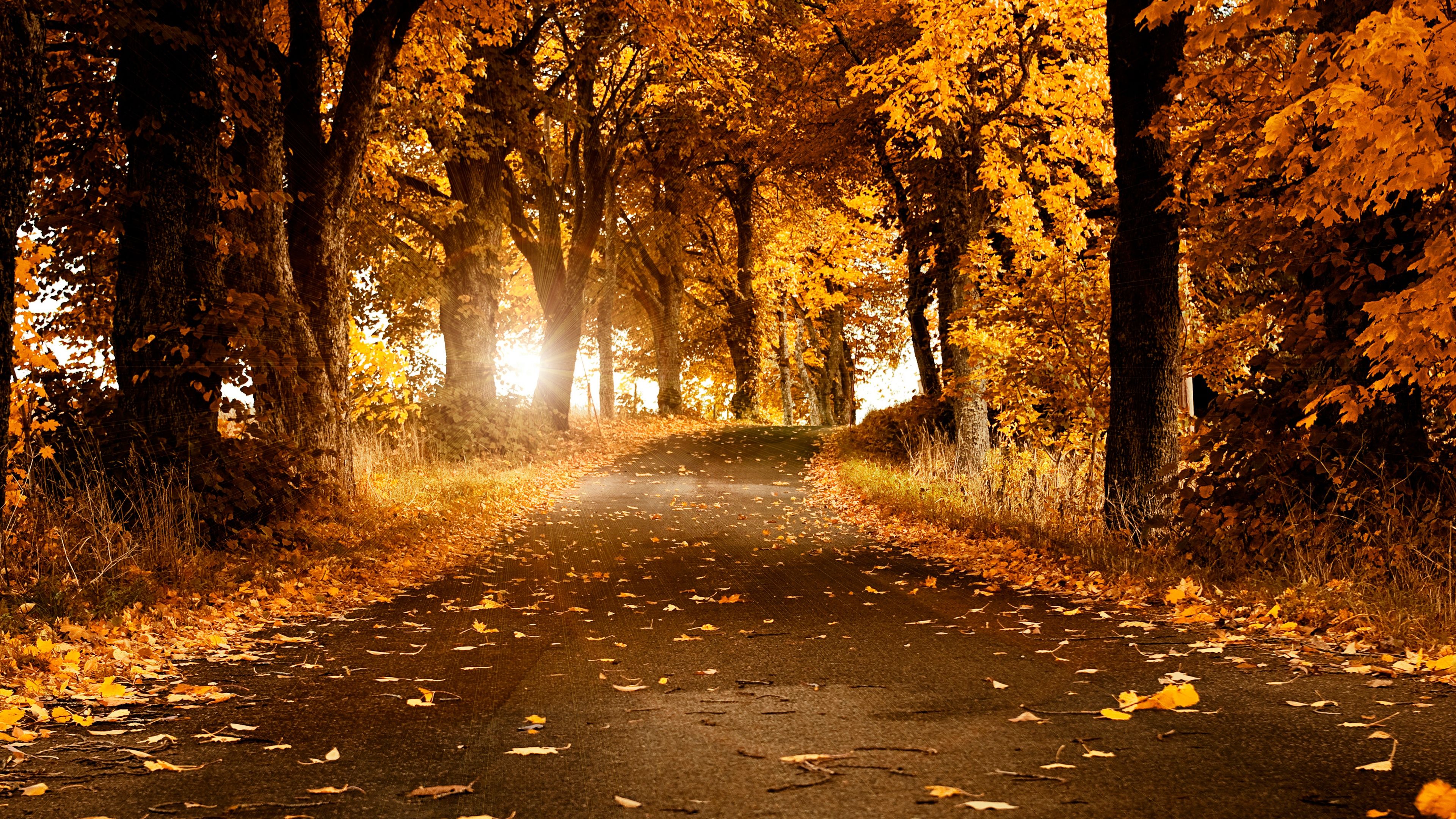 3840x2160 Fall Wallpaper 4K, Scenery, Roadway, Foliage