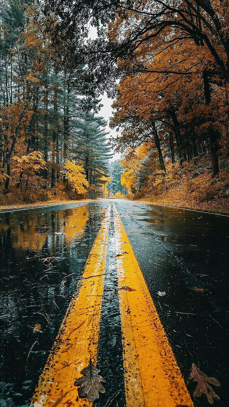 800x1422 Road, fall nature, nature, autumn, autumn, HD phone wallpaper