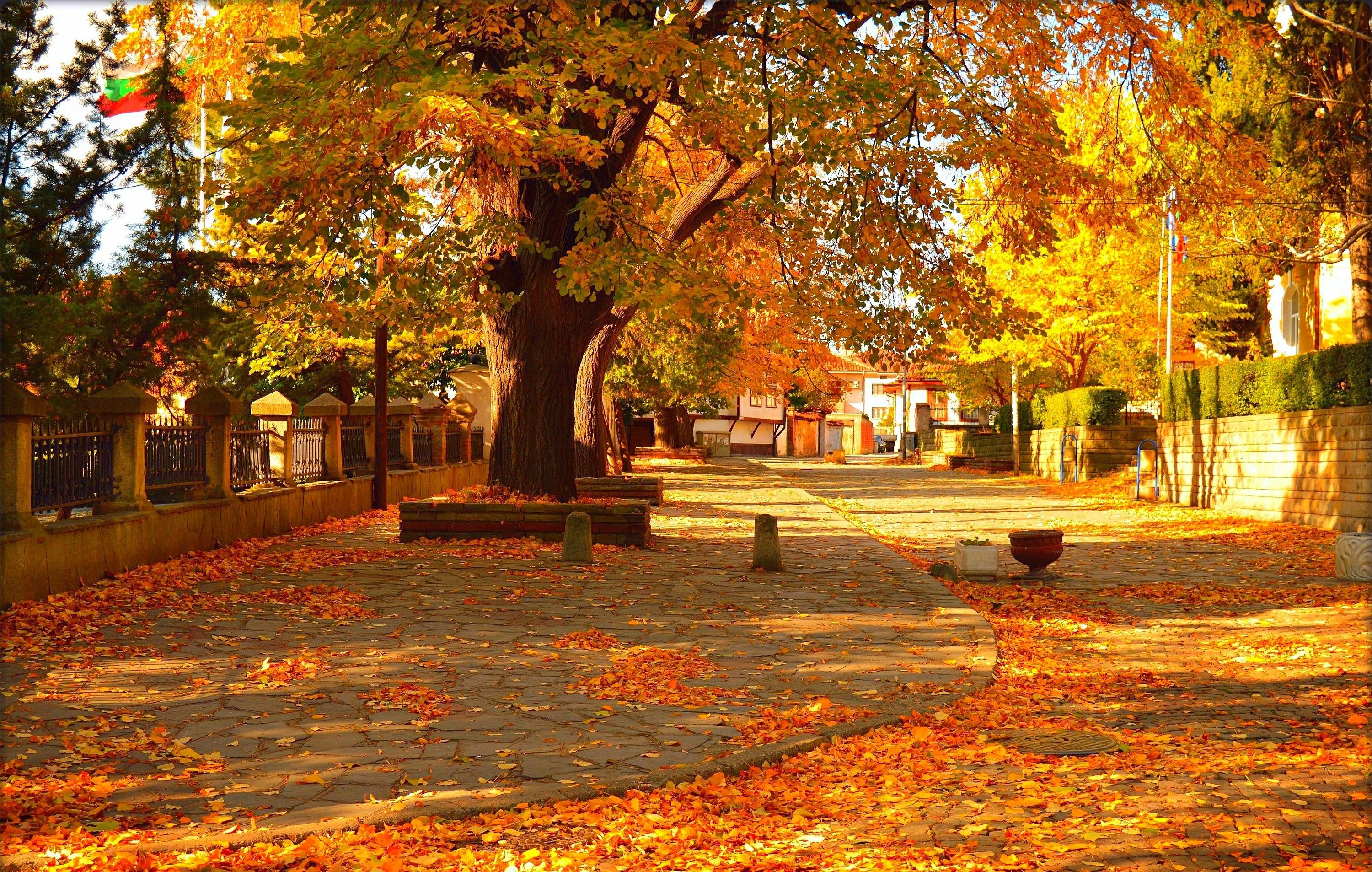 3000x1906 Free foliage, street 2K wallpaper for desktop and phone