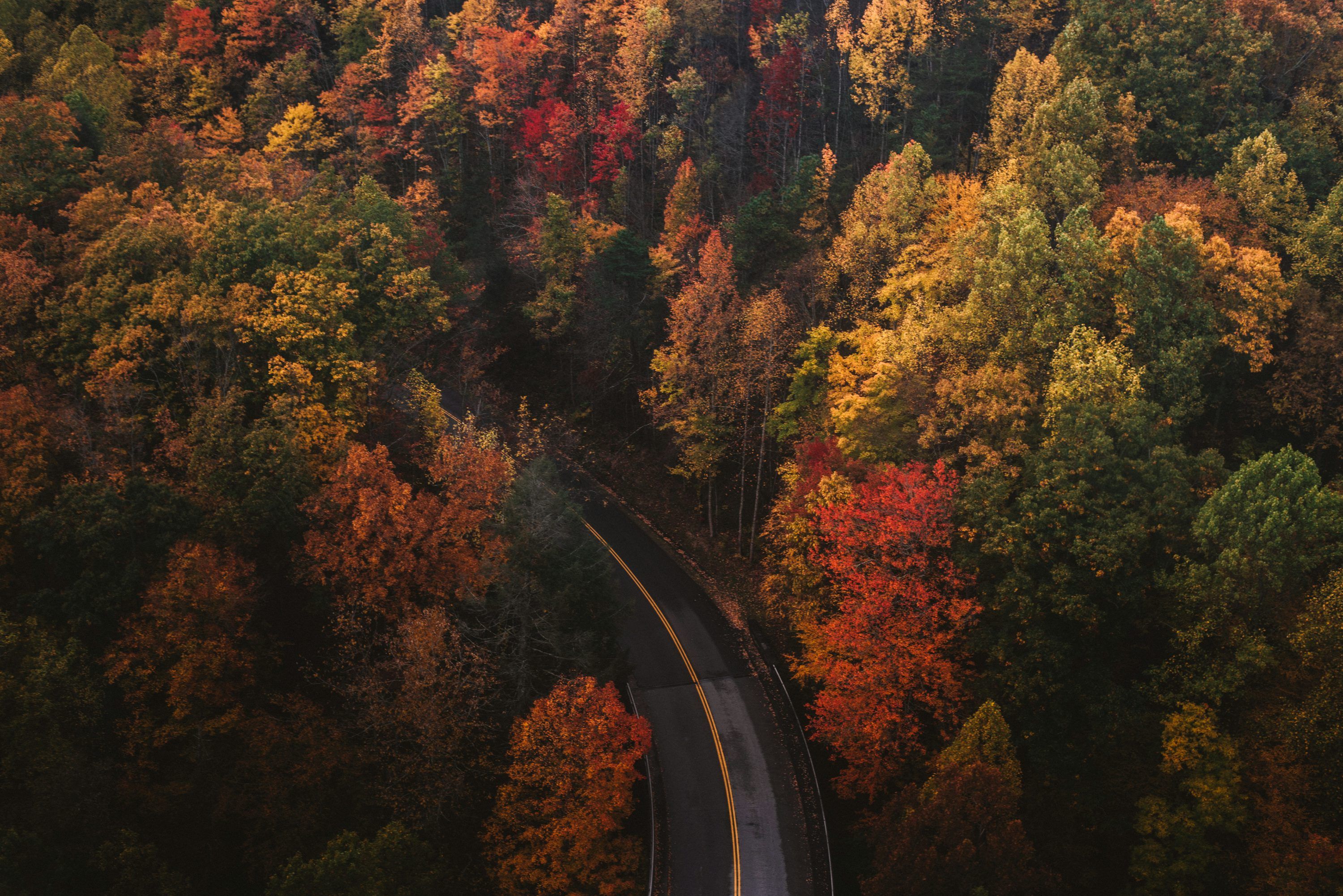 3000x2002 Fall Road Picture. Download Free Image