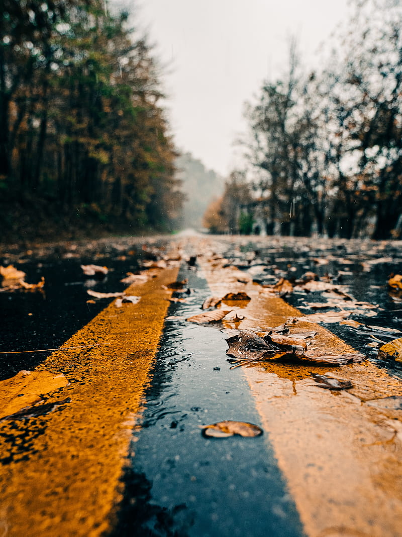 800x1067 Road, marking, leaves, autumn, wet, HD phone wallpaper