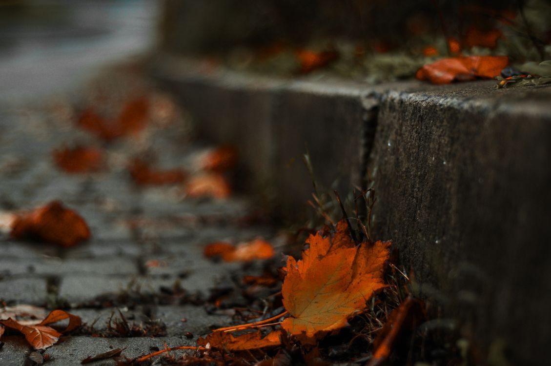 1129x750 Autumn Leaves on Cobblestone Street · Free