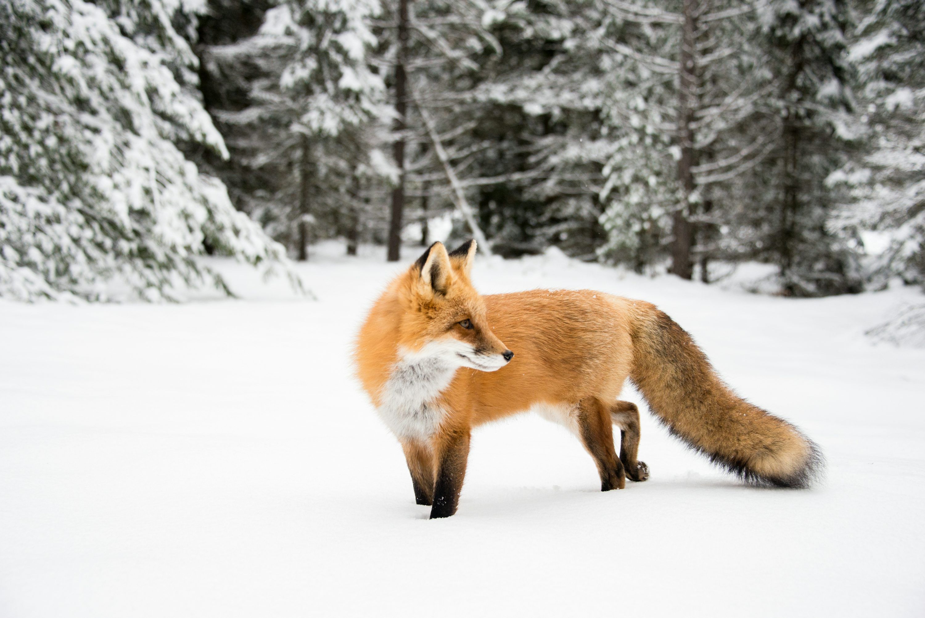 3000x2003 Orange fox near trees