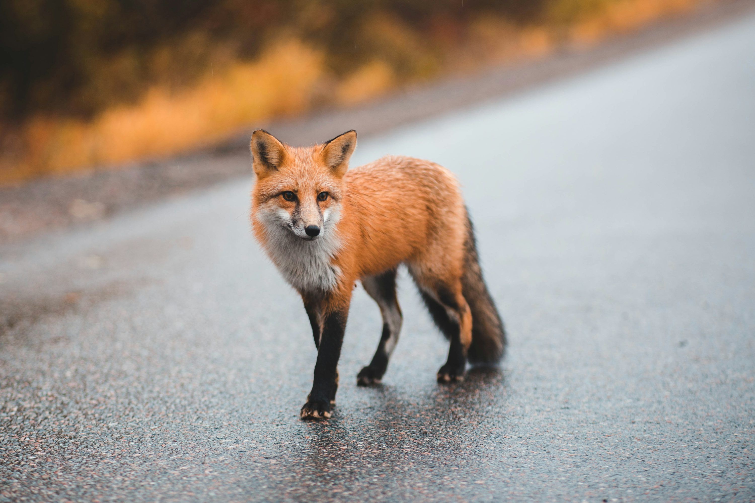 3000x2000 Orange fox walking on street