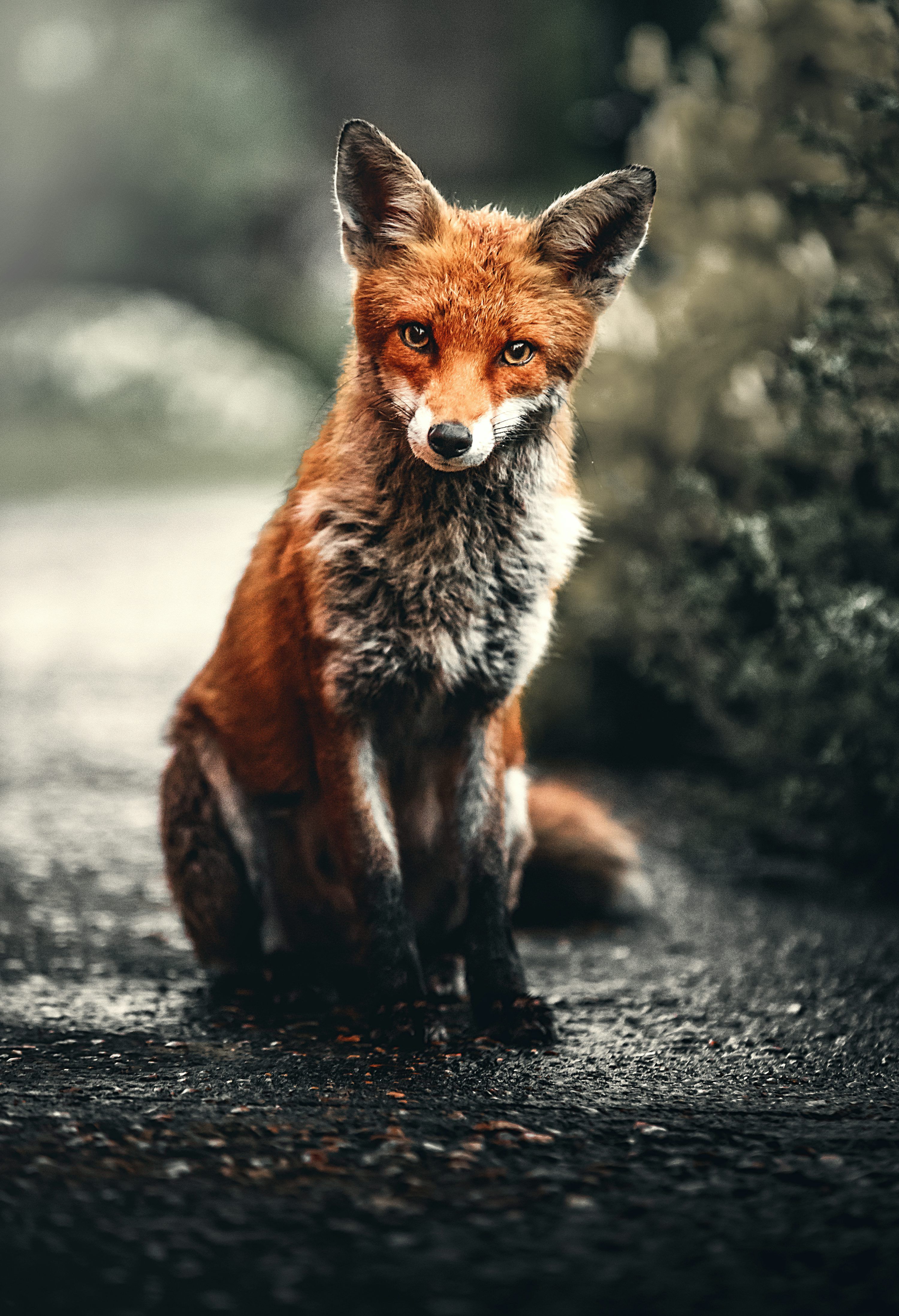 3000x4391 Orange and silver fox
