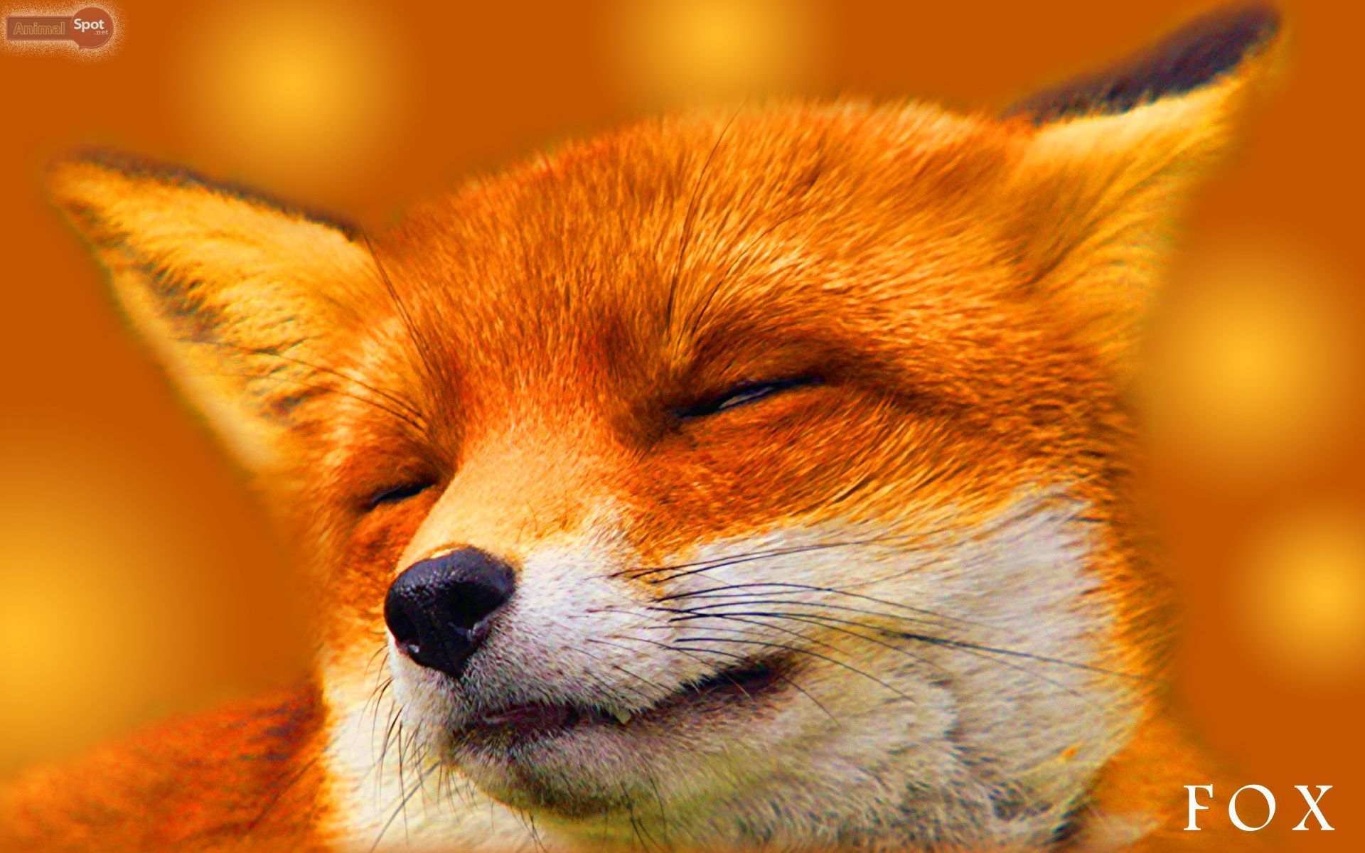1920x1200 Orange Fox Wallpaper