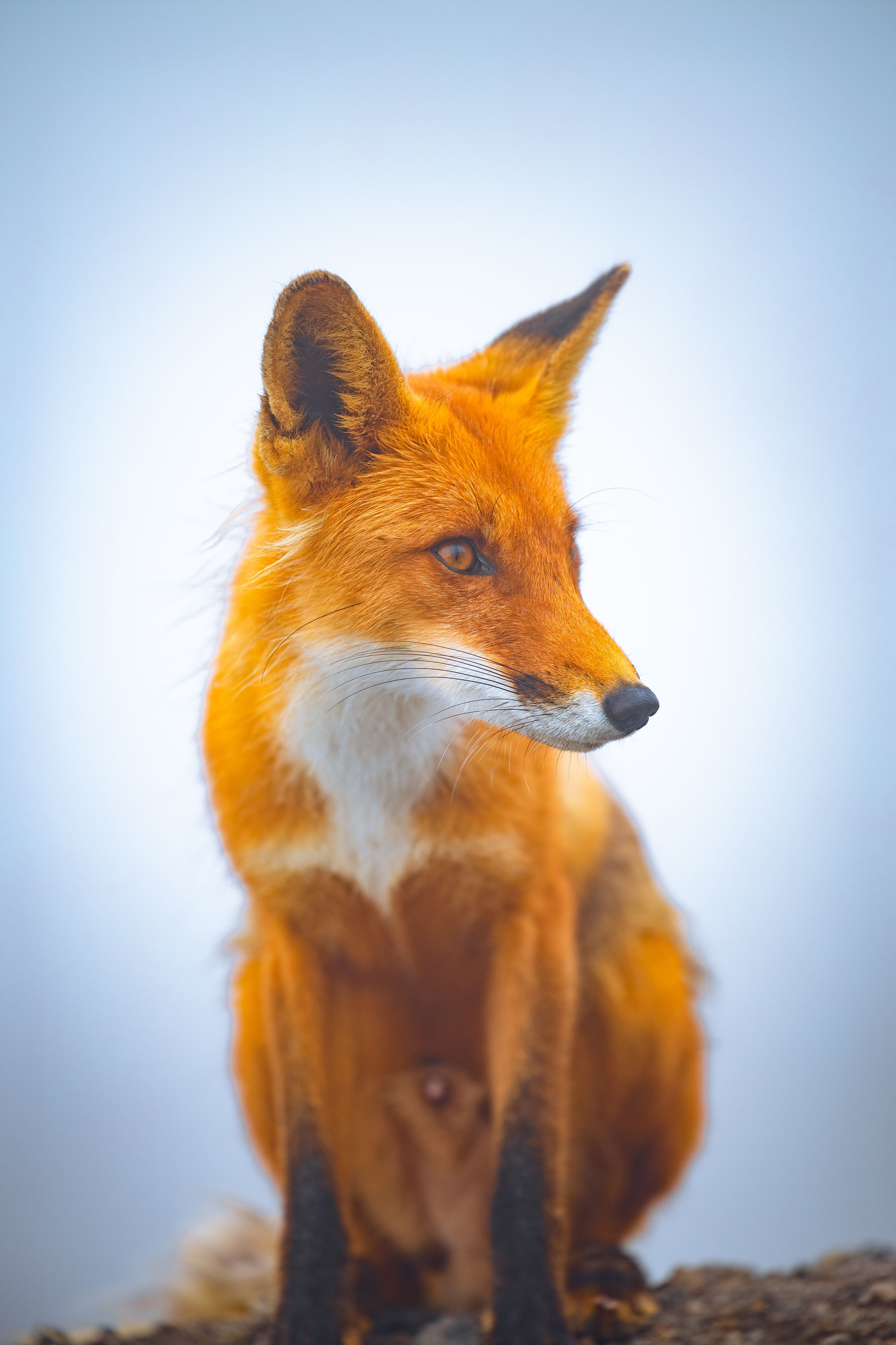 4480x6720 Close Up Portrait Of A Red Fox In Natural Habitat · Free