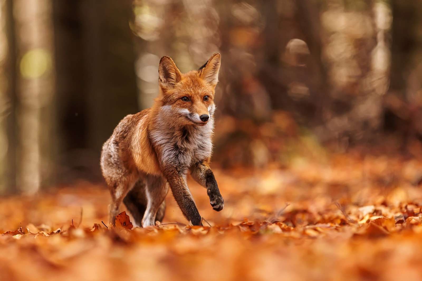 1600x1067 Wall Mural flight Foxes strokes