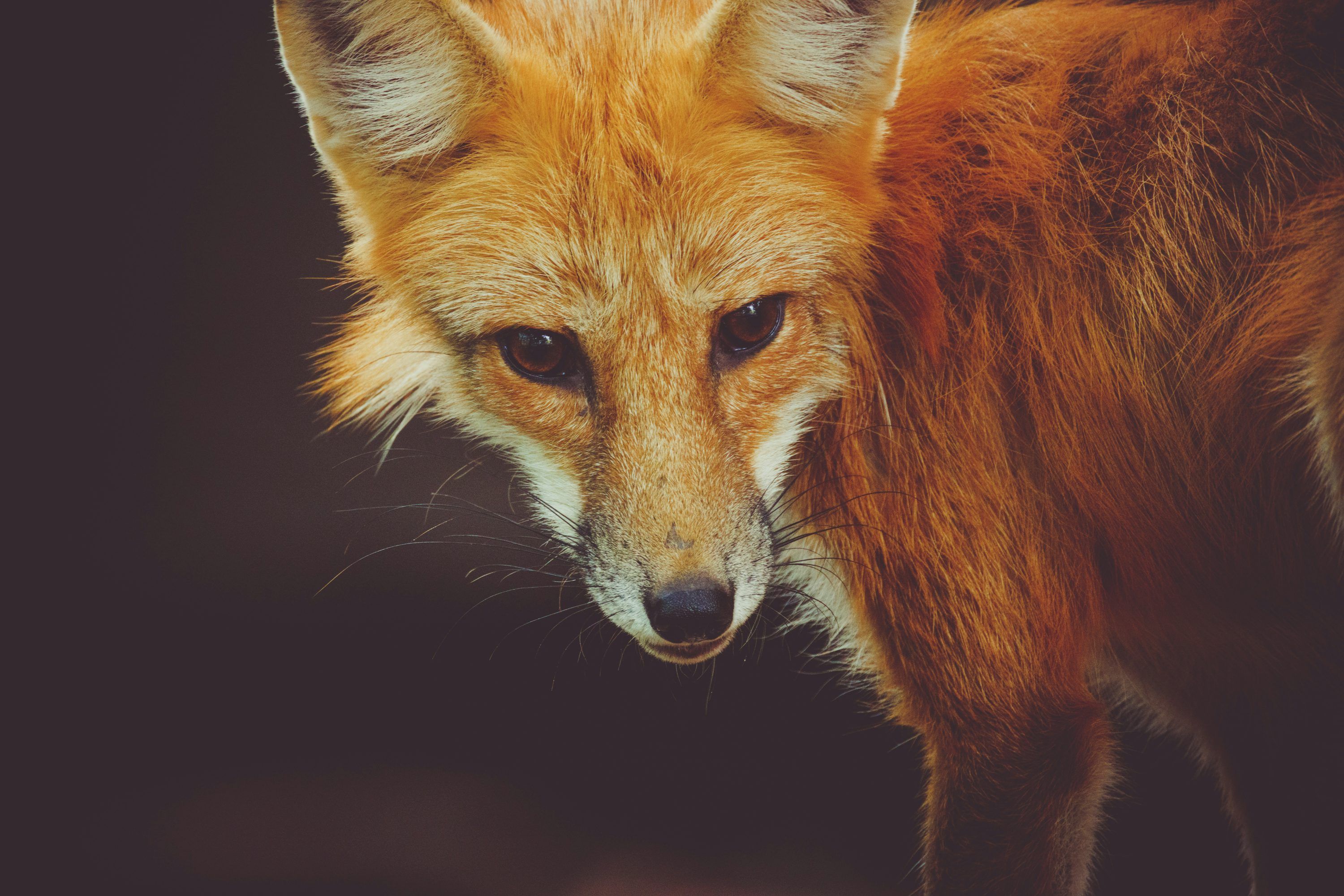 3000x2001 A Close Up Of A Red Fox With Dark Background