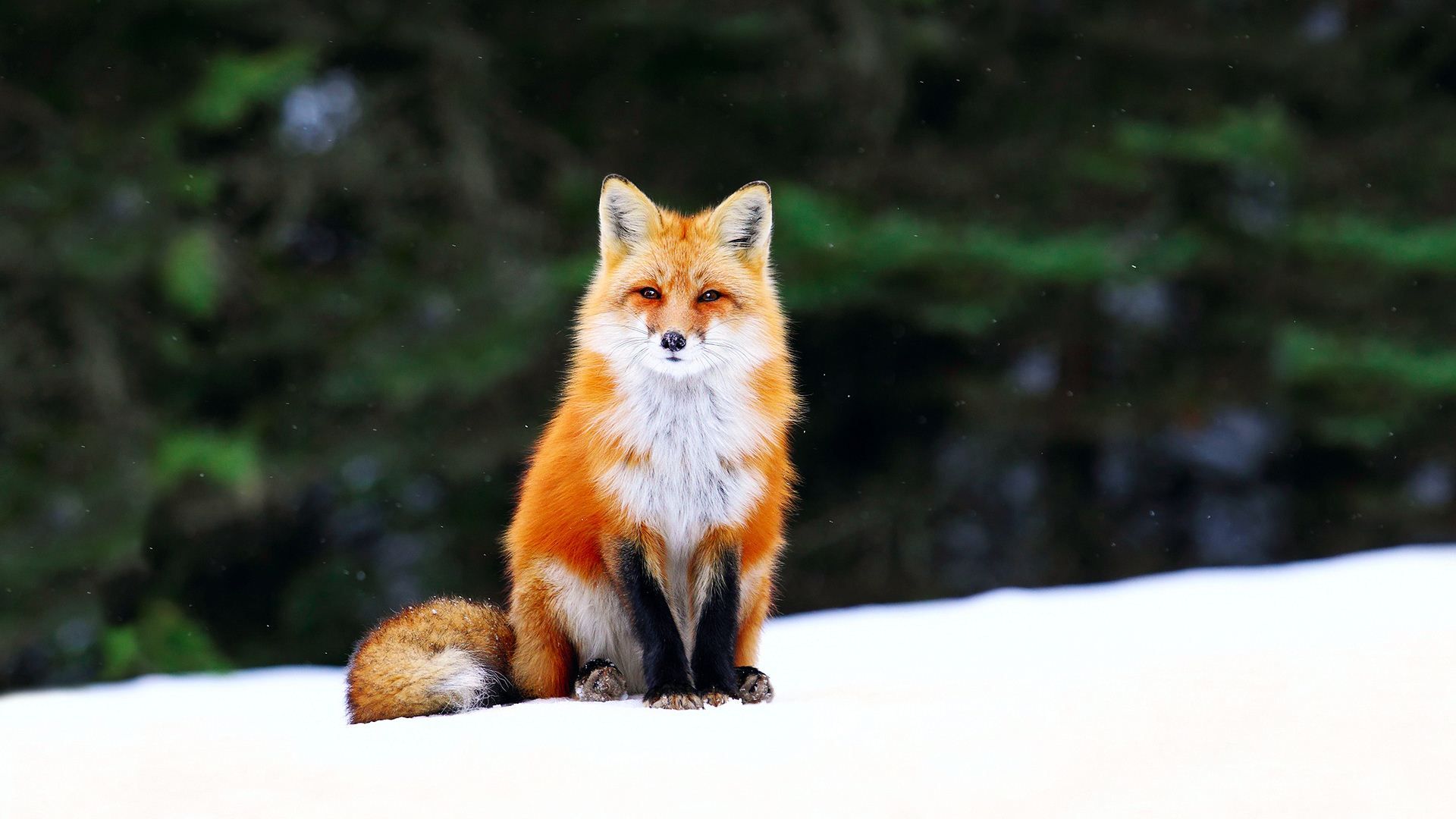 1920x1080 Cute Orange Fox HD Wallpaperx1080