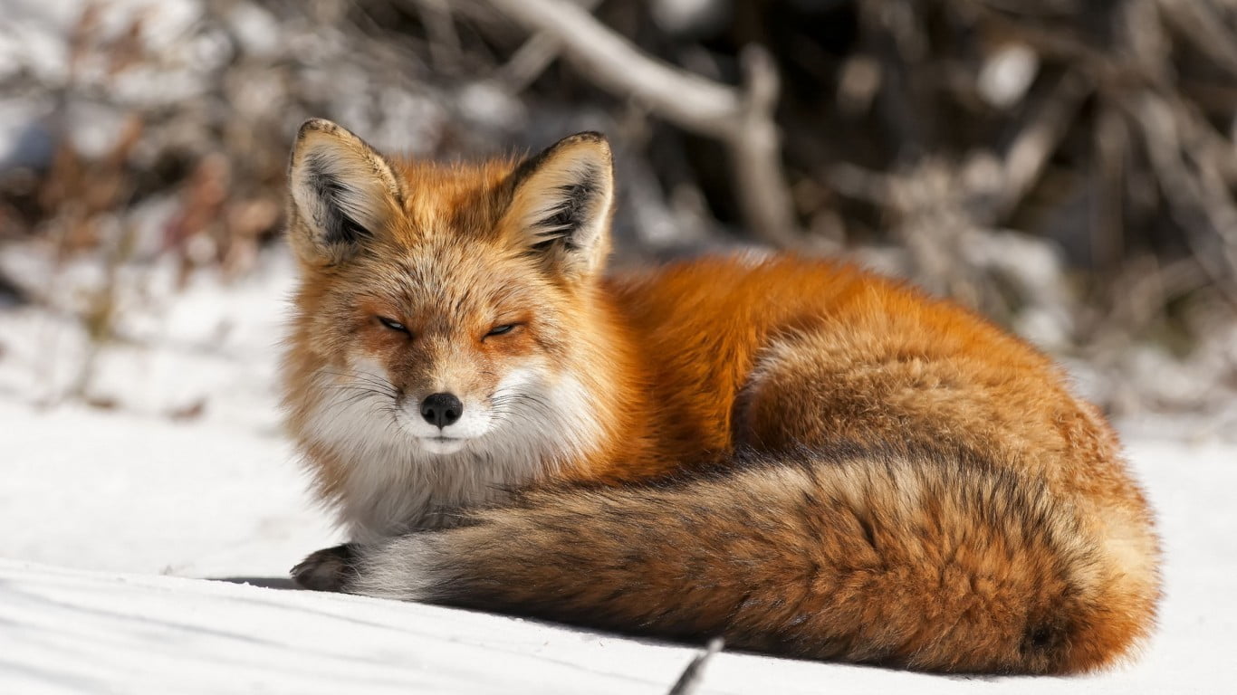 1366x768 Orange fox, nature, animals, fox, snow HD wallpaper