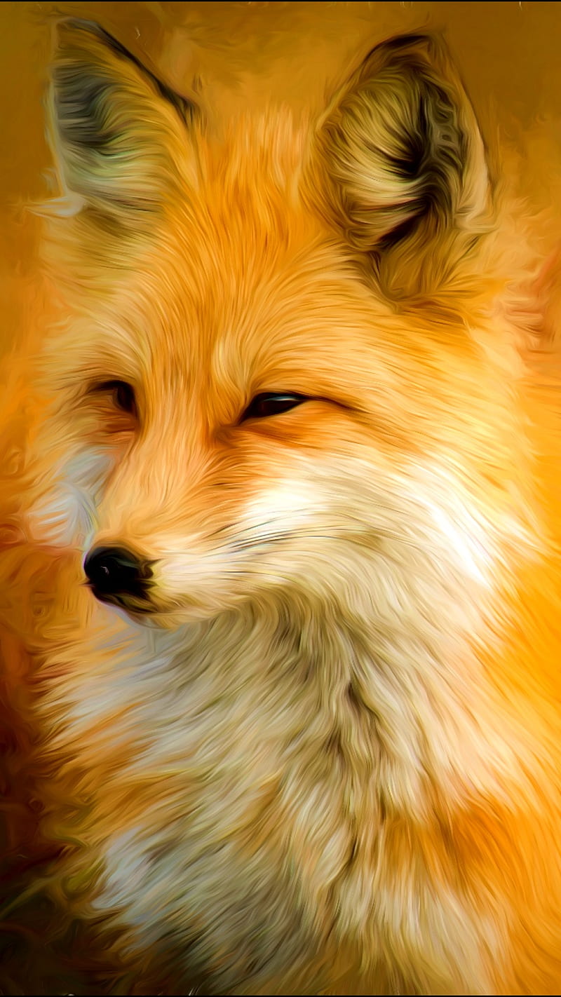 800x1422 Fox, animal, nature, pets, zorro, HD phone wallpaper