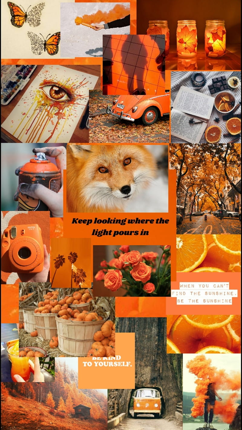 800x1422 Orange Aesthetic, foxes, HD phone wallpaper