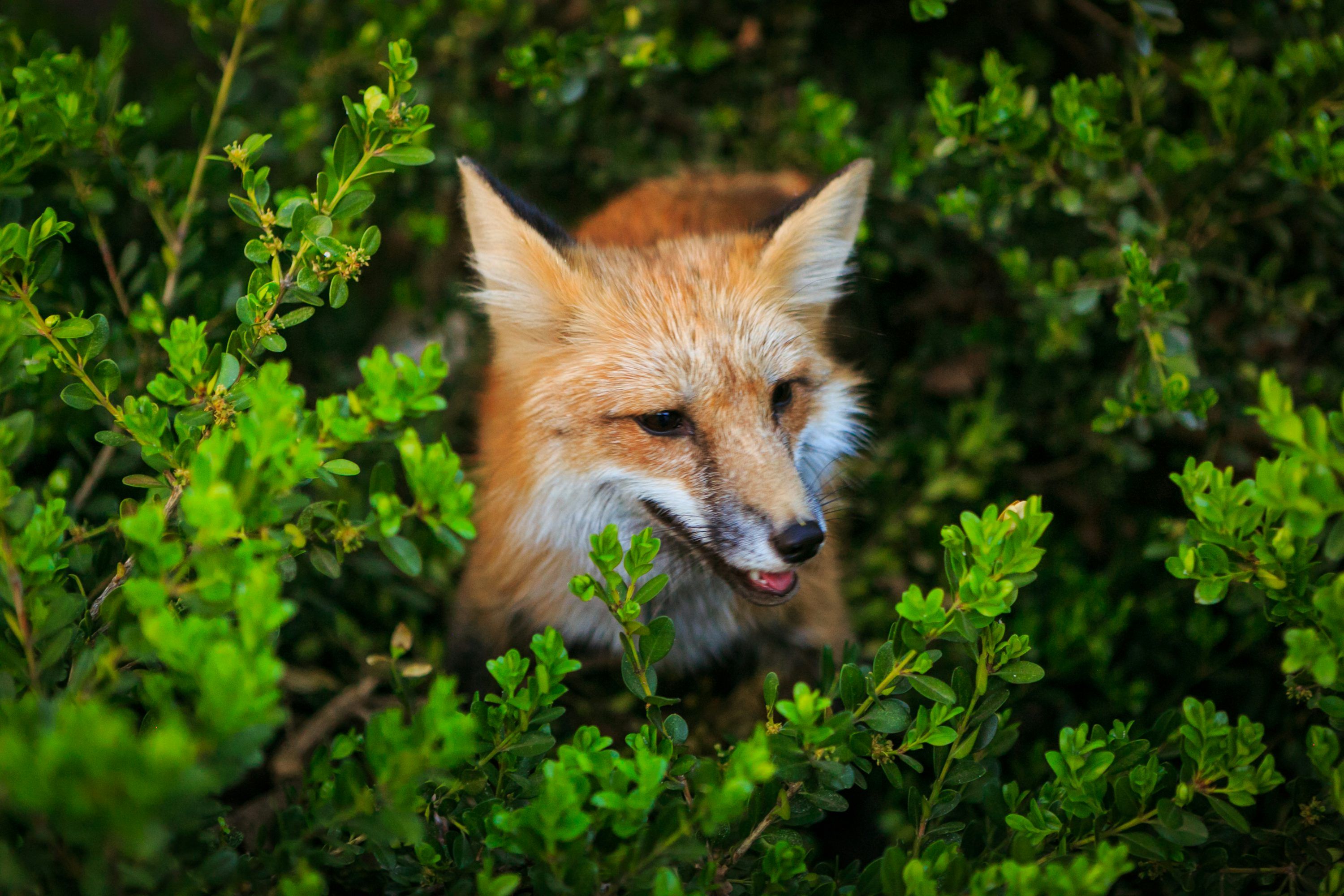 3000x2000 Orange fox
