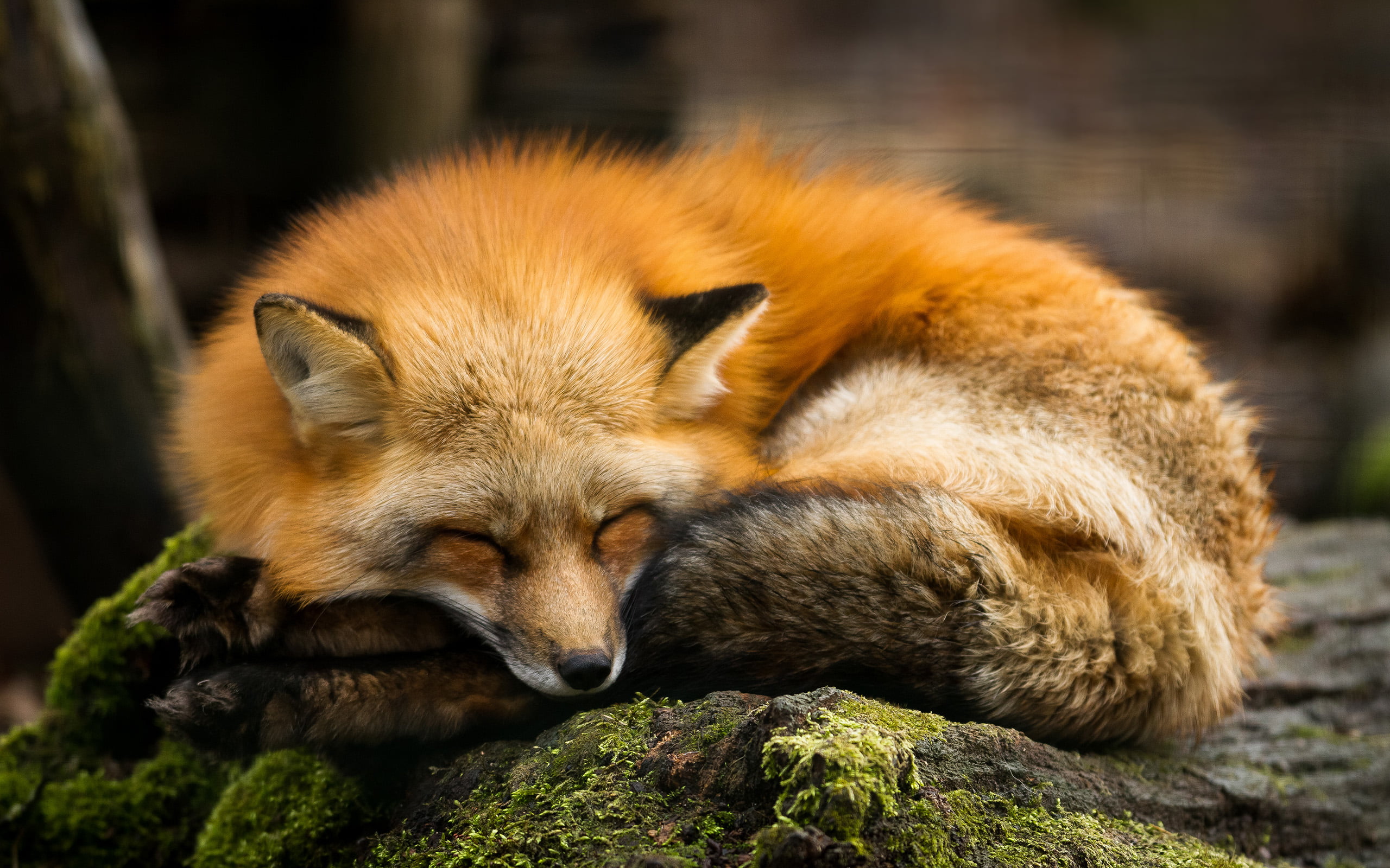 2560x1600 Orange and black fox resting HD wallpaper