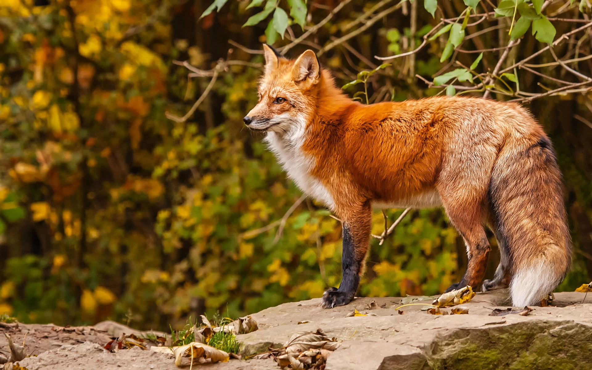 1920x1200 Orange and black fox, fox, animals, twigs HD wallpaper