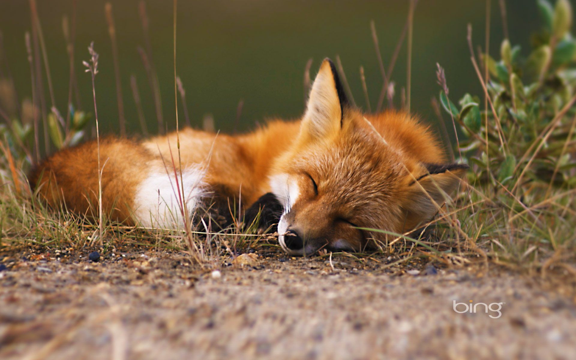 1920x1200 Serene Fox: A Stunning HD Wallpaperx1200