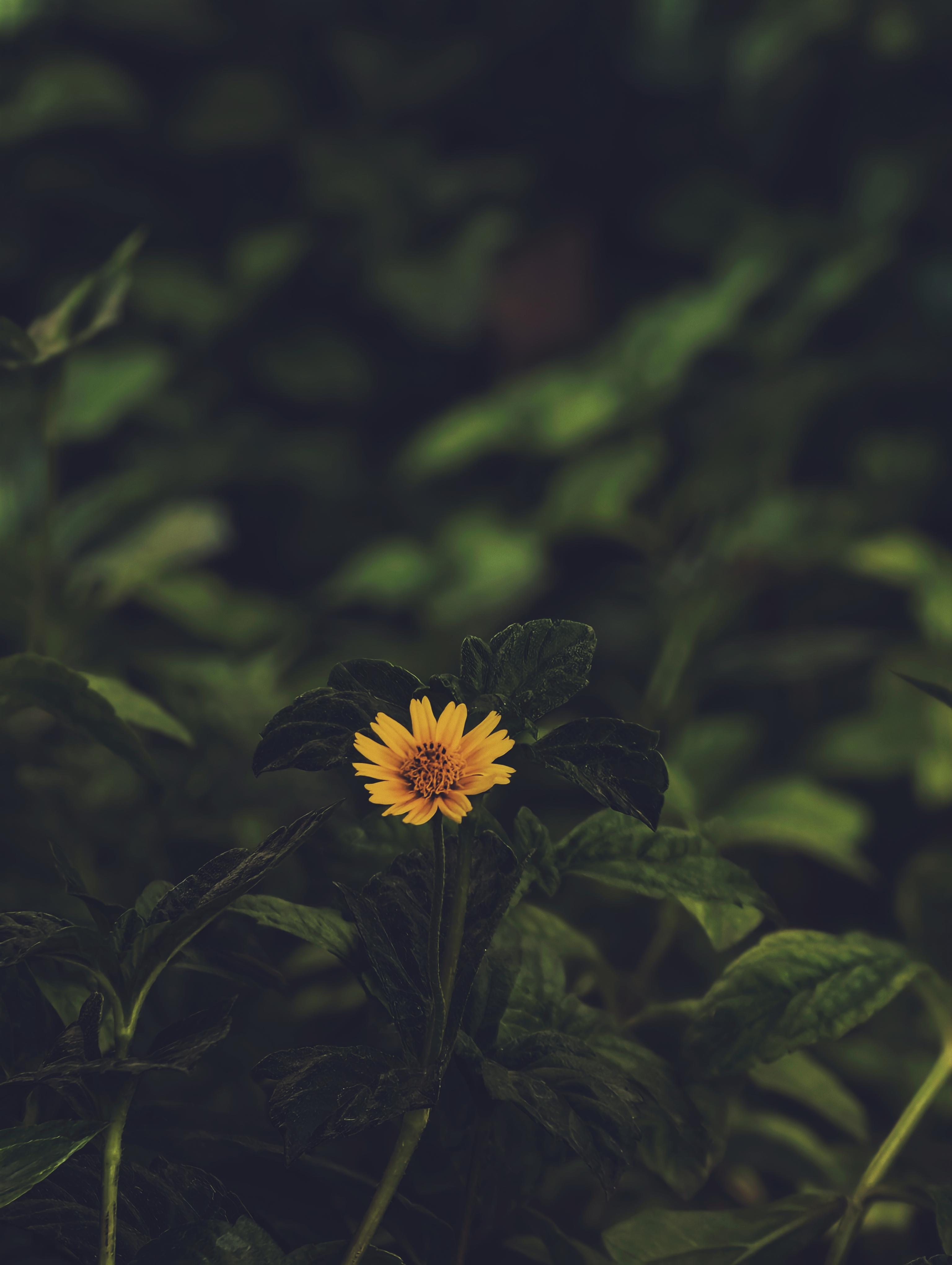 3072x4080 Wallpaper collection shot from vivo x300 Pro