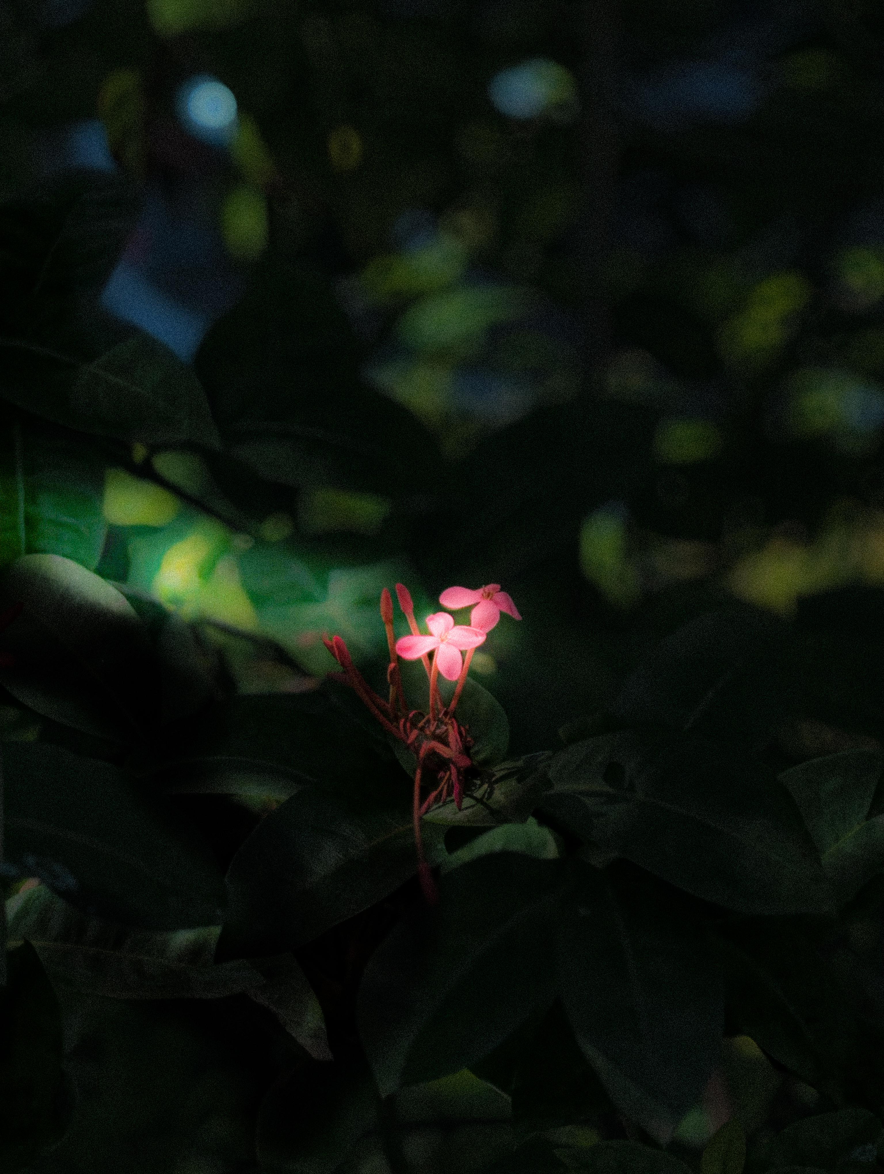 3072x4080 Wallpaper collection shot from vivo x300 Pro