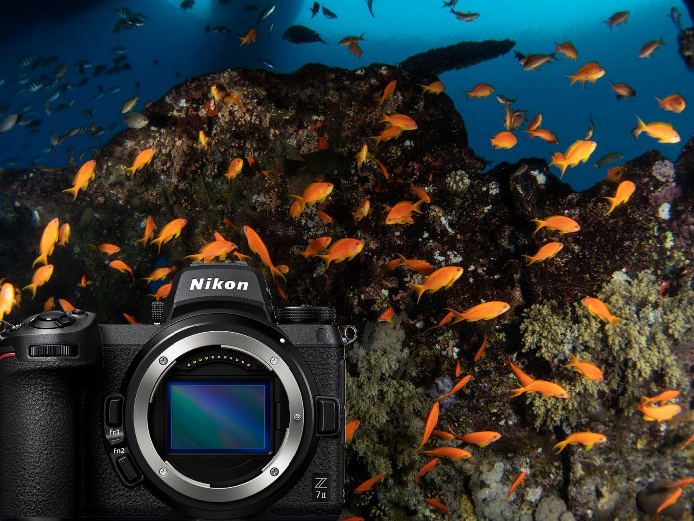 1400x1050 Nikon Z7 II Underwater Photo and Review