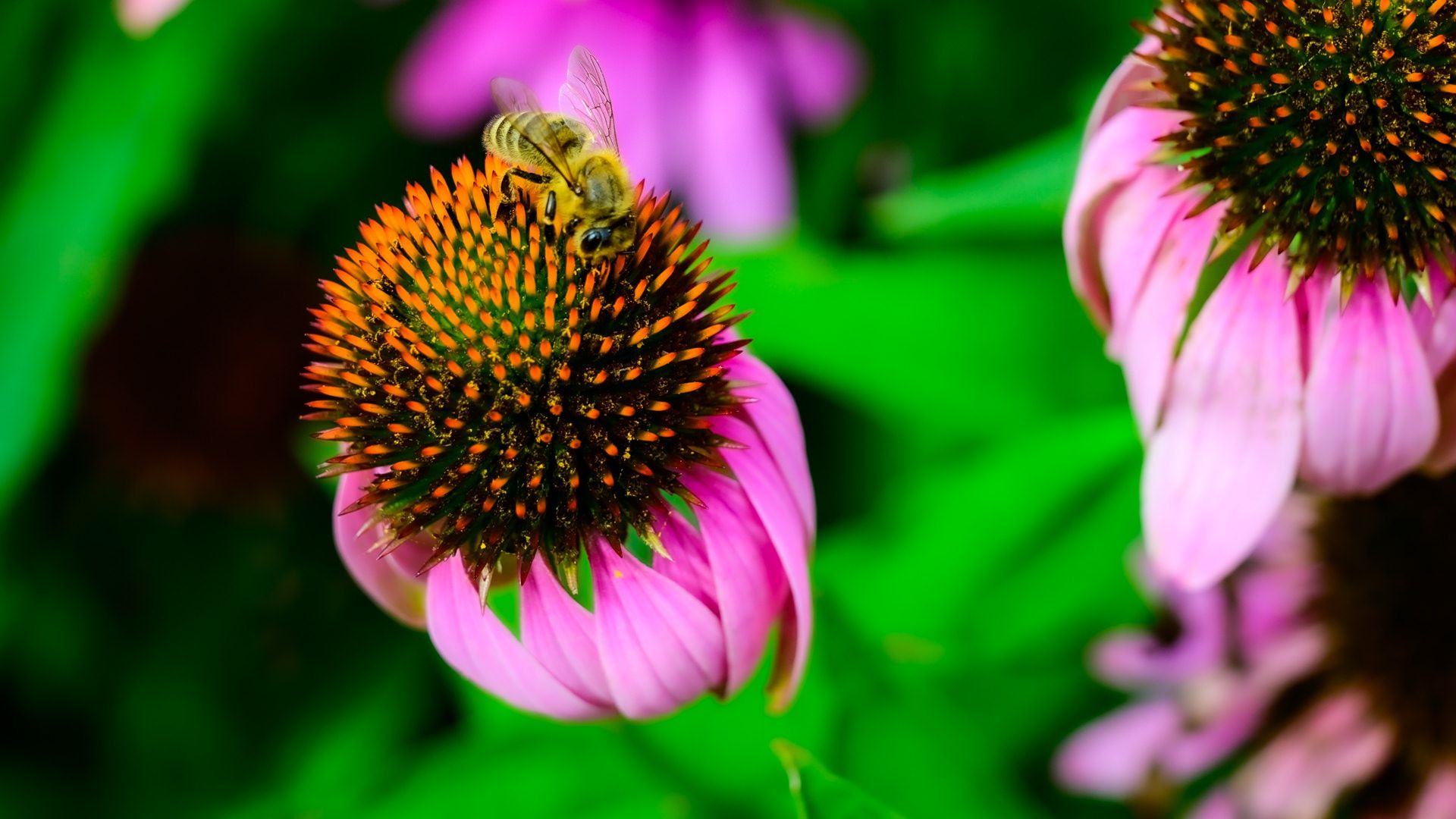 1920x1080 Review Nikon Z7