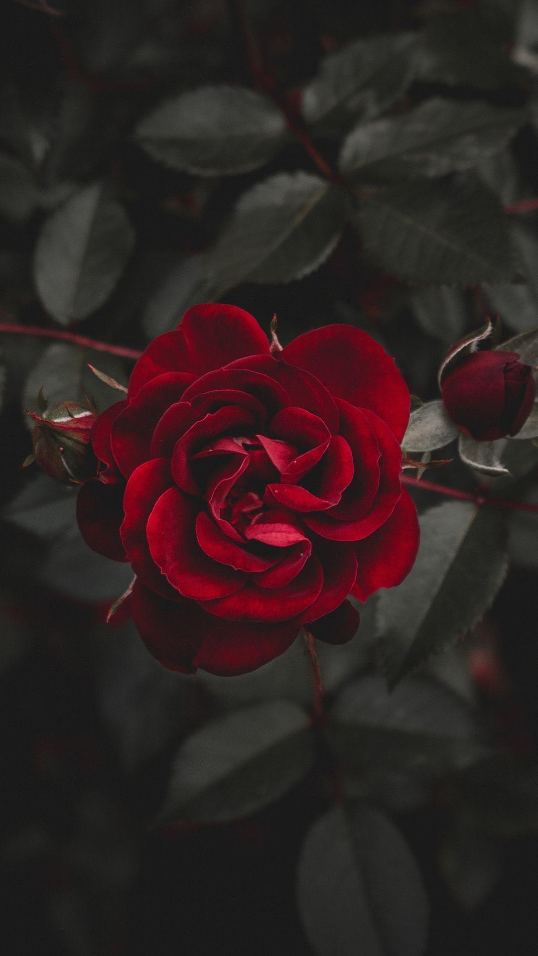 Premium AI Image  Red roses wallpapers for iphone and android the best  high definition iphone wallpapers for iphone and android red roses  wallpaper red roses wallpaper iphone wallpaper iphone