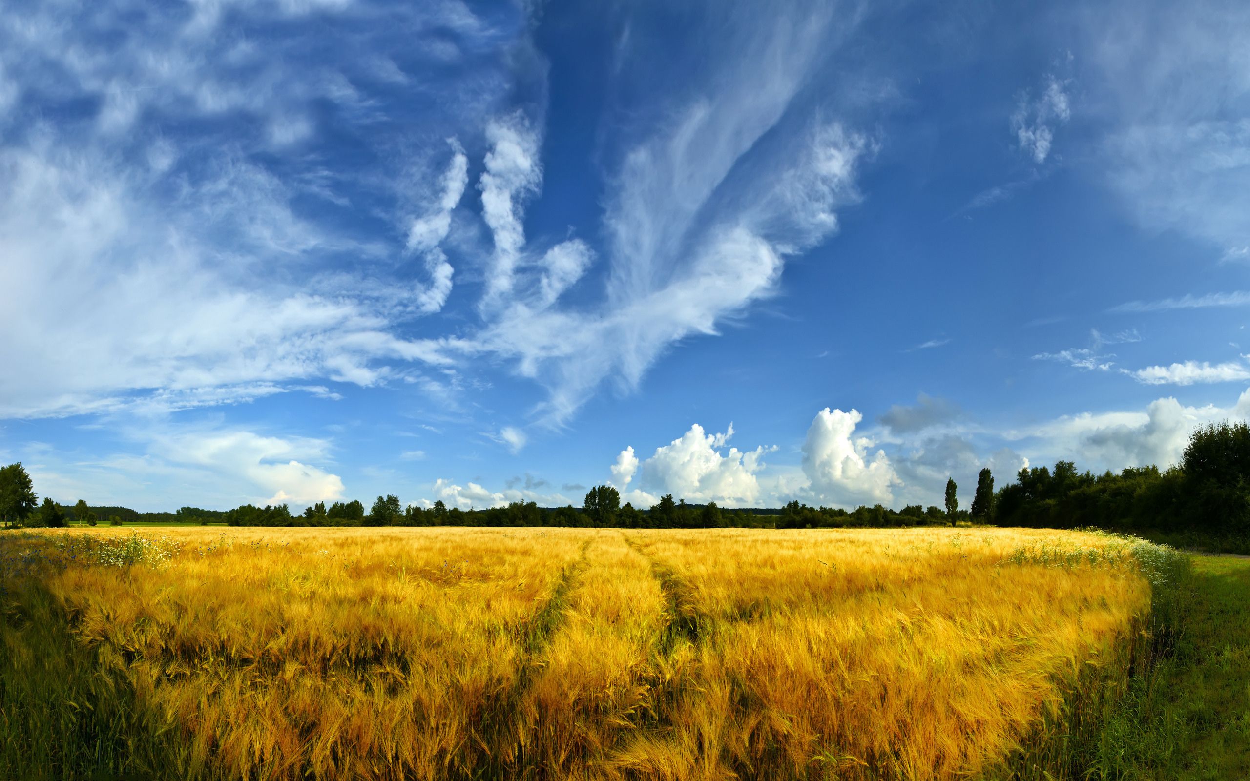 2560x1600 Wallpaper Green Grass Field Under Blue Sky and White Clouds During Daytime, Background Free Image