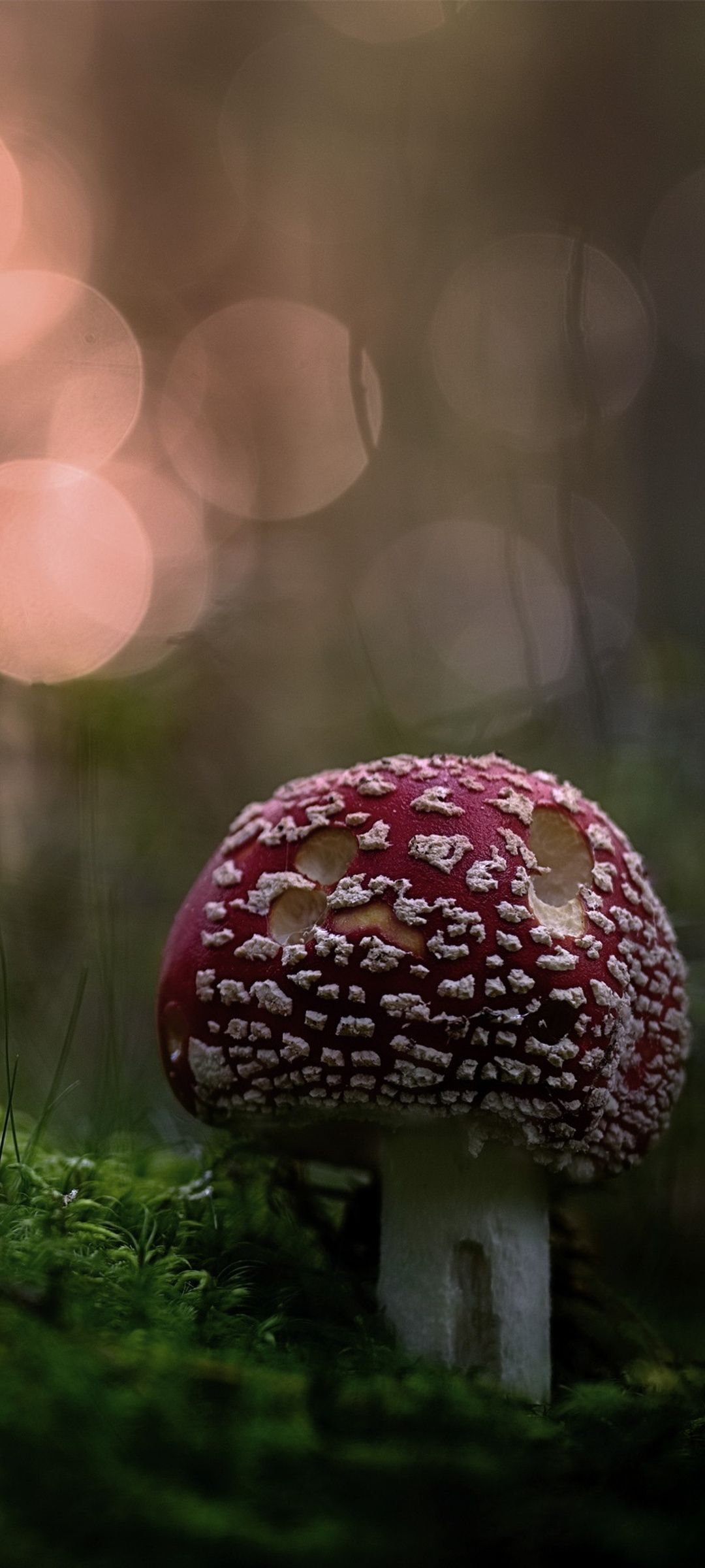 1080x2400 Mushroom Google Pixel 7 , HD 4k Wallpaper, Image, Background, Photos and Picture