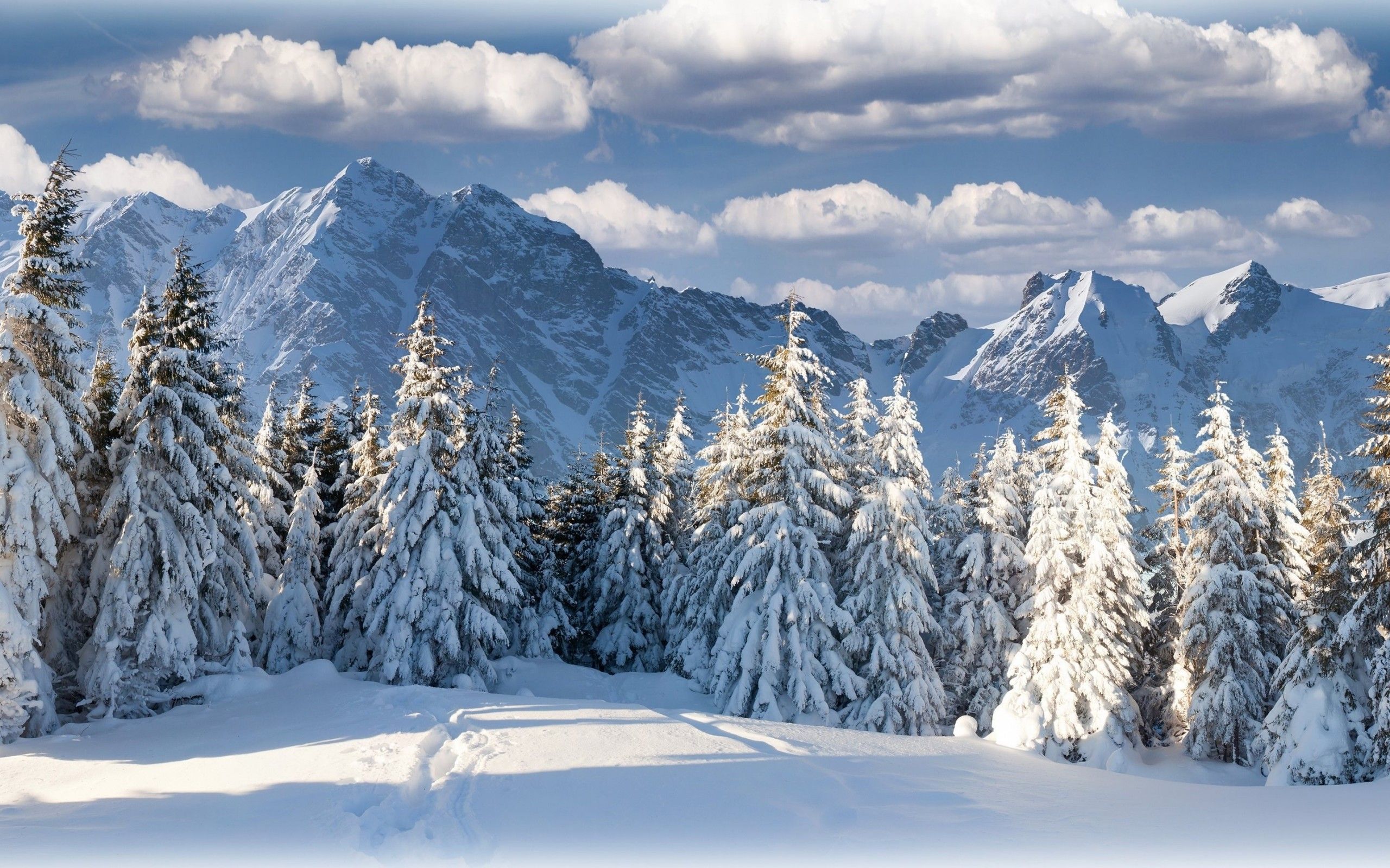 2560x1600 Desktop wallpaper: Switzerland, Snow, Earth, Winter, Forest, Mountain, Tree 4K free download for PC. 735461