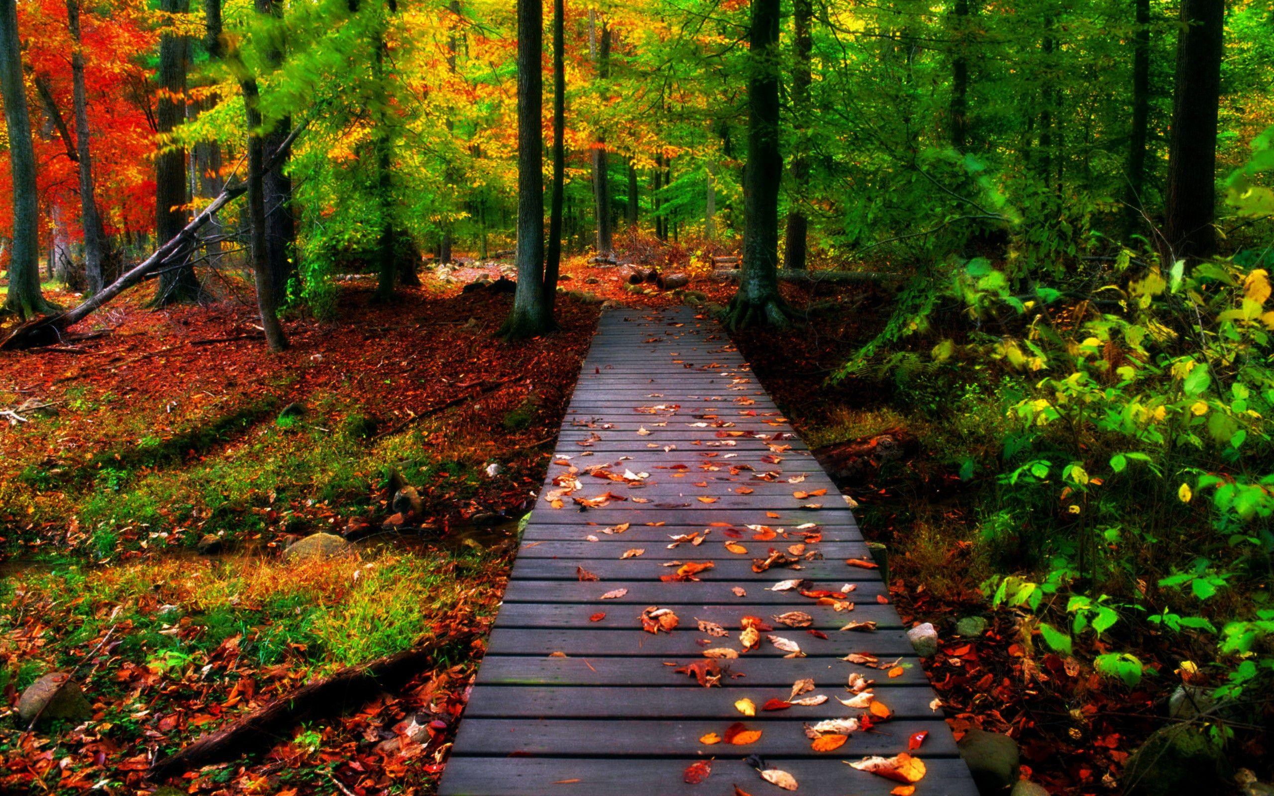 2560x1600 Computer 3D Nature Wallpaper .