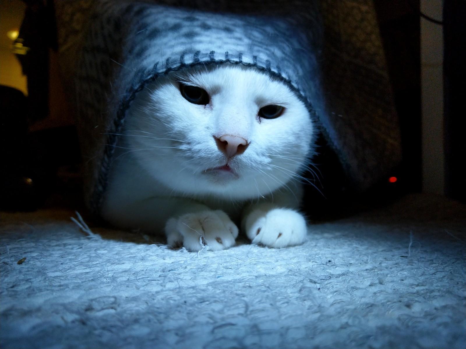 1600x1200 Wizard cat is here to tell your future. What do you see?