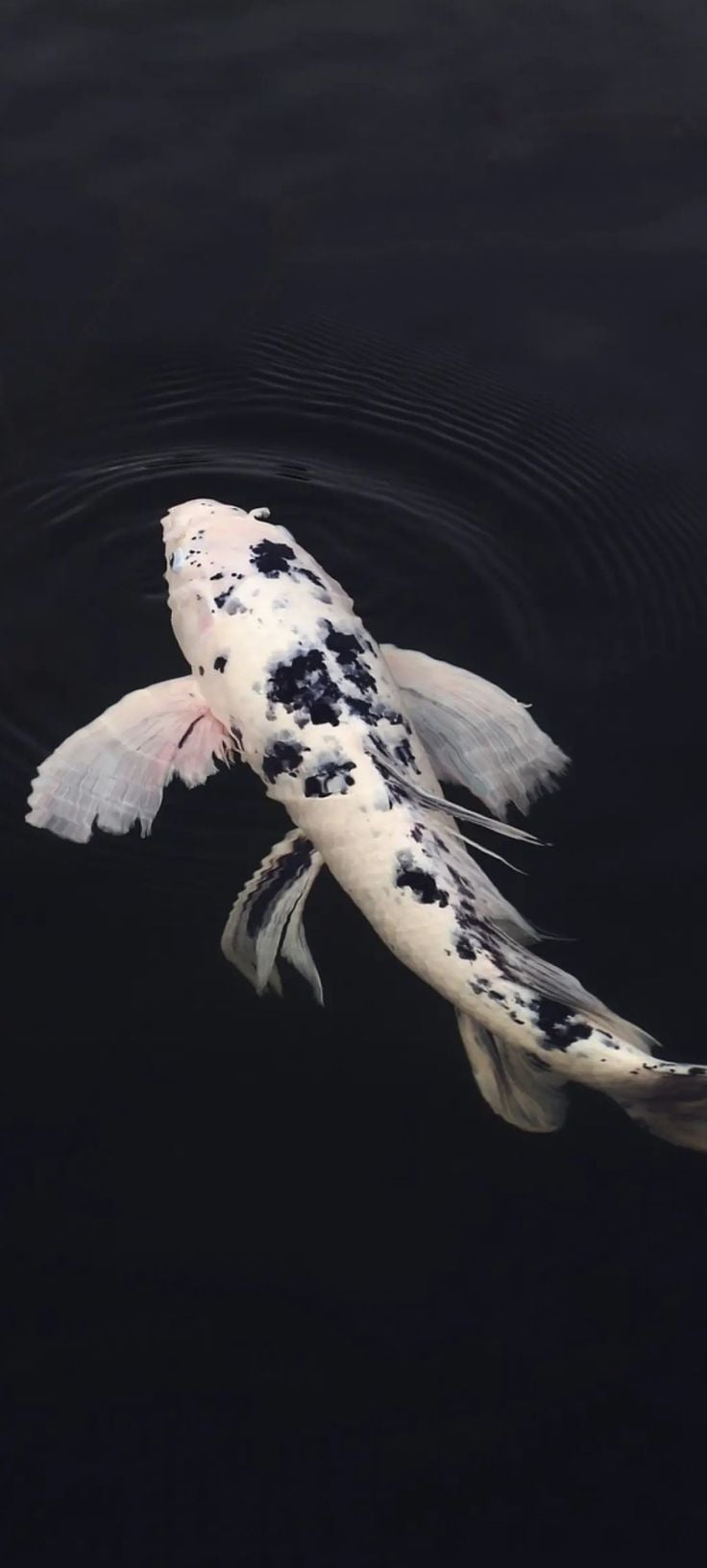 736x1633 Fish Painting: Black and White Koi Swimming in Water. Koi malerei, Unterwasser kunst, Schöne fische