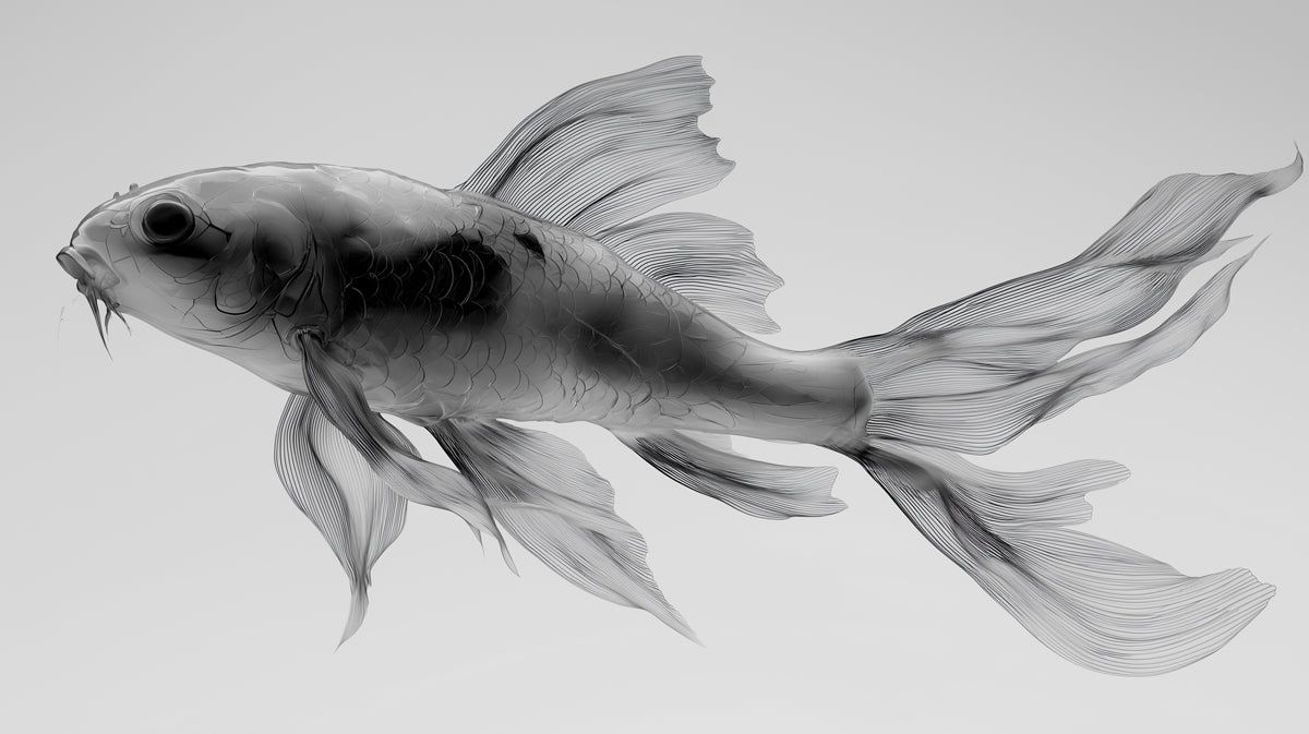 1200x673 Transparent Koi Fish Minimalist Mural Wallpaper