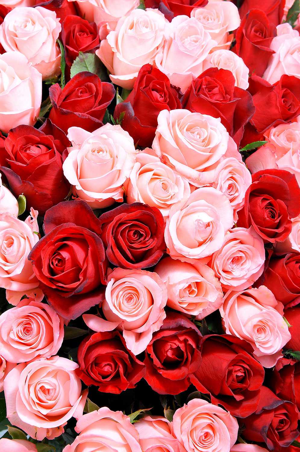 996x1500 Red and White Roses Wallpaper