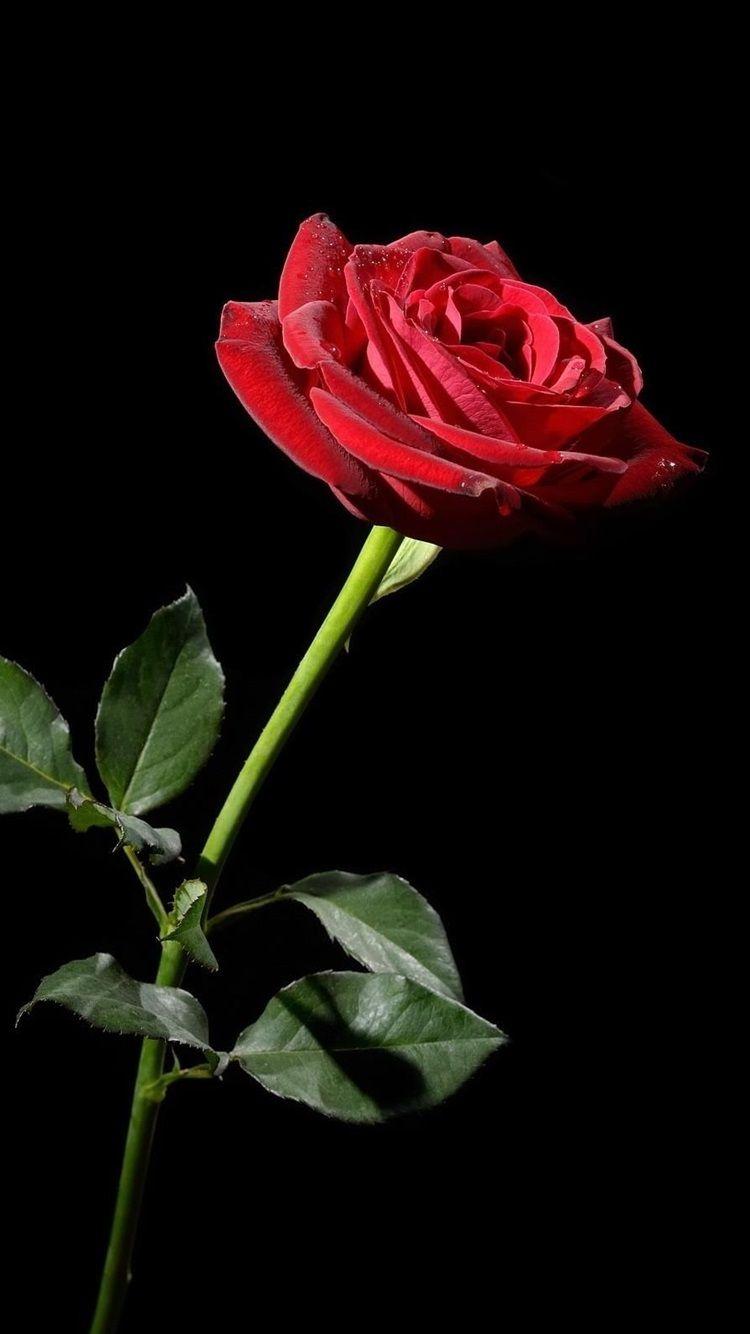750x1334 One Red Rose, Black Background 750x1334 IPhone 8 7 6 6S Wallpaper, Background, Picture, Image