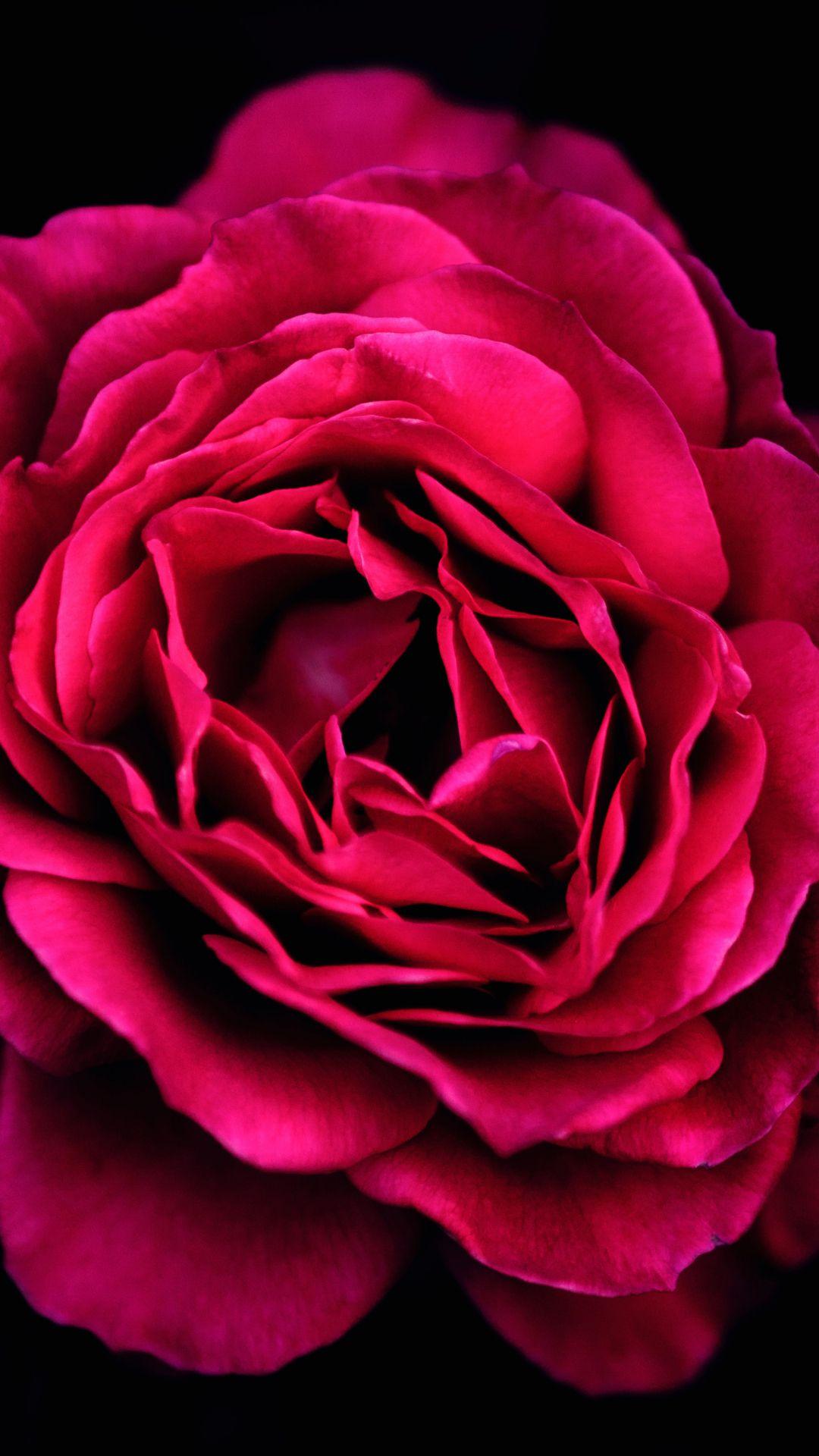 Red Roses iPhone Wallpapers Top Free Red Roses iPhone Backgrounds